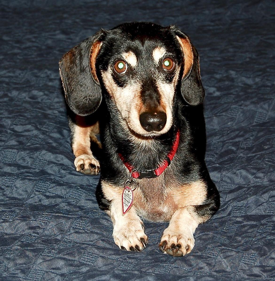 Buster in TN, an adopted Dachshund in Murfreesboro, TN image 1/4