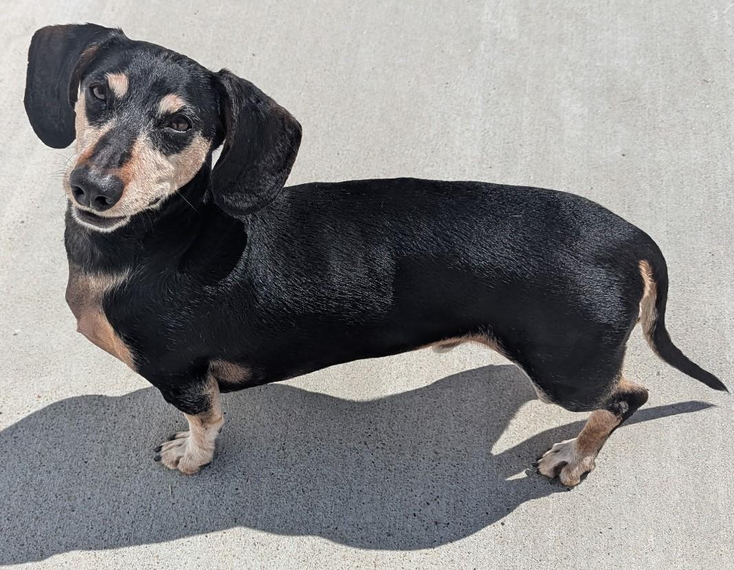 Buster in TN, an adopted Dachshund in Murfreesboro, TN image 3/4