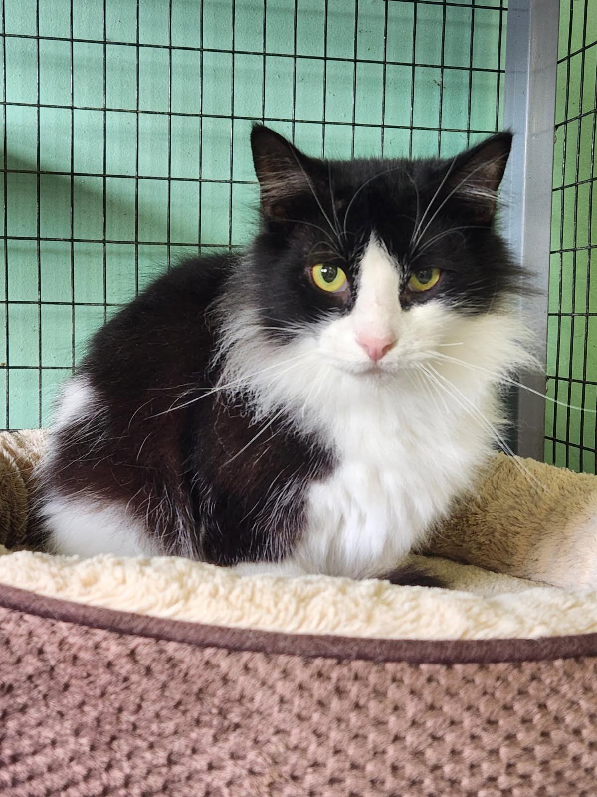 Rum, Adoptable, Young Male Domestic Long Hair.