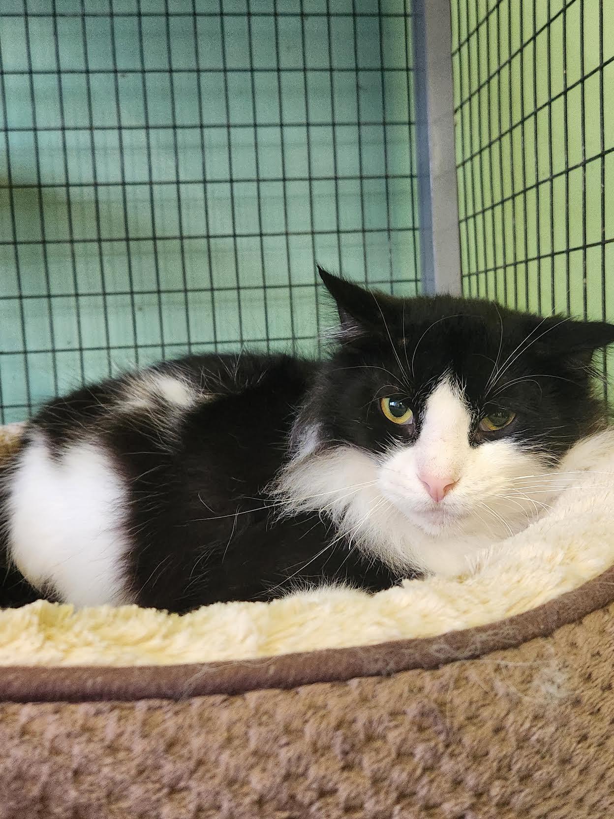Enlarge Rum, a Adoptable Domestic Long Hair in Crossville, TN image 2/2