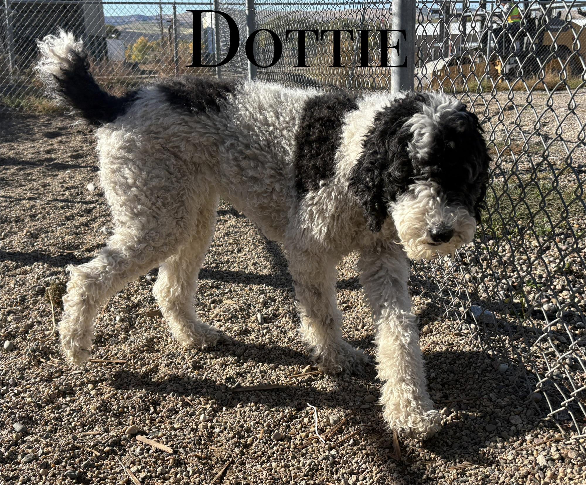 Dottie, Adoptable, Adult Female Labradoodle.