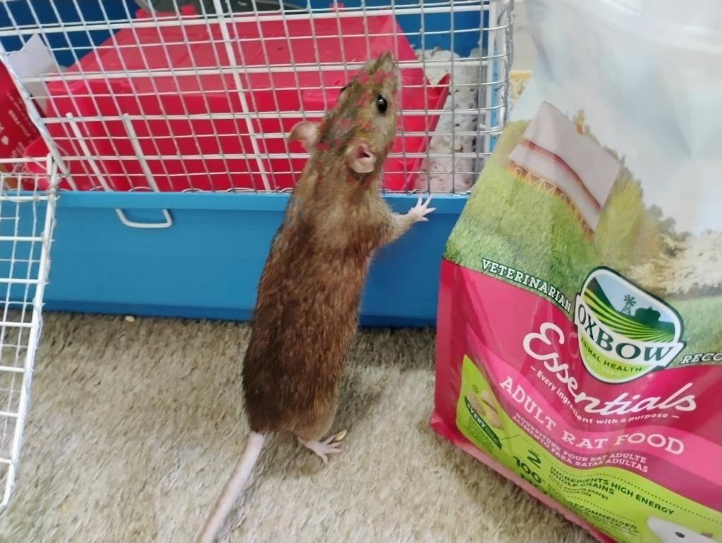 Harriet / Mosley / Josie, Adoptable, Baby Female Rat.