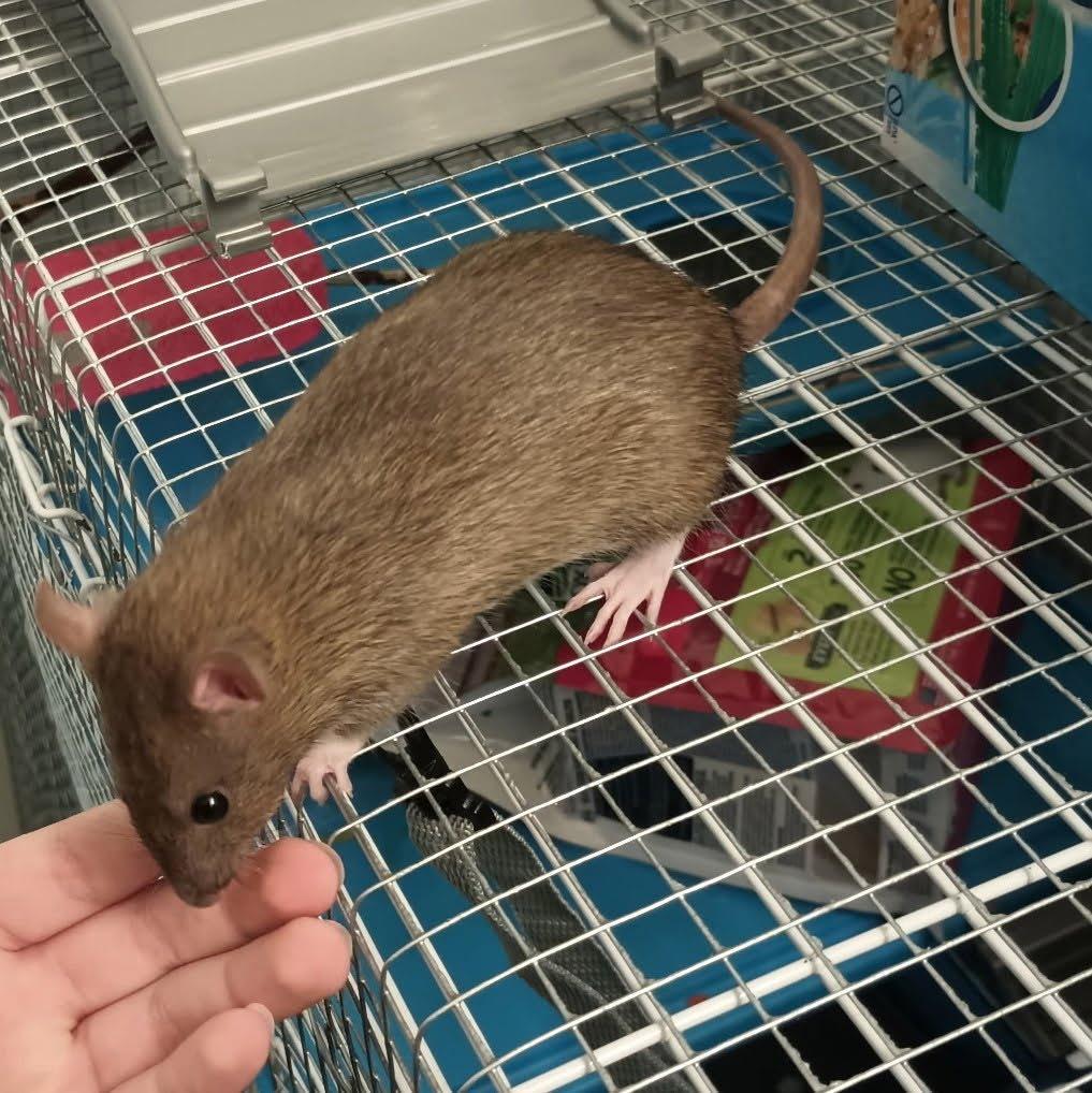 Enlarge Harriet / Mosley / Josie, a Adoptable Rat in Eagle Mountain, UT image 4/5