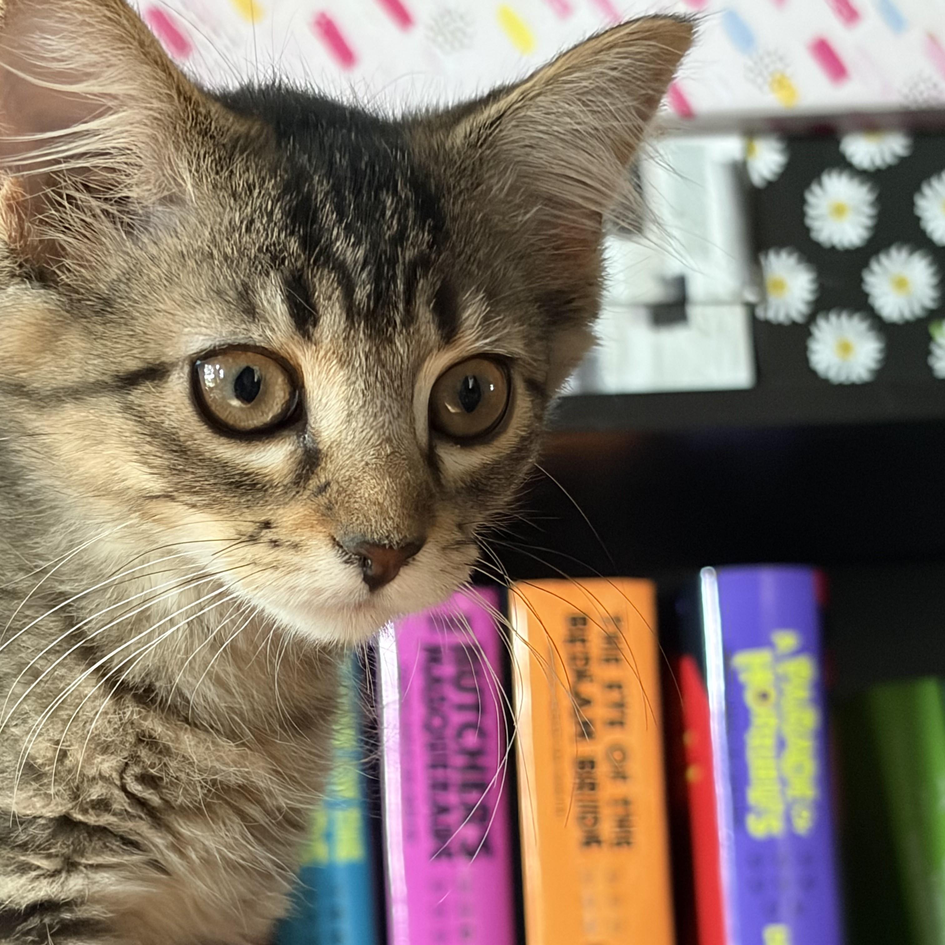 Enlarge Holly, a Adopted mixed breed in Lombard, IL image 4/6