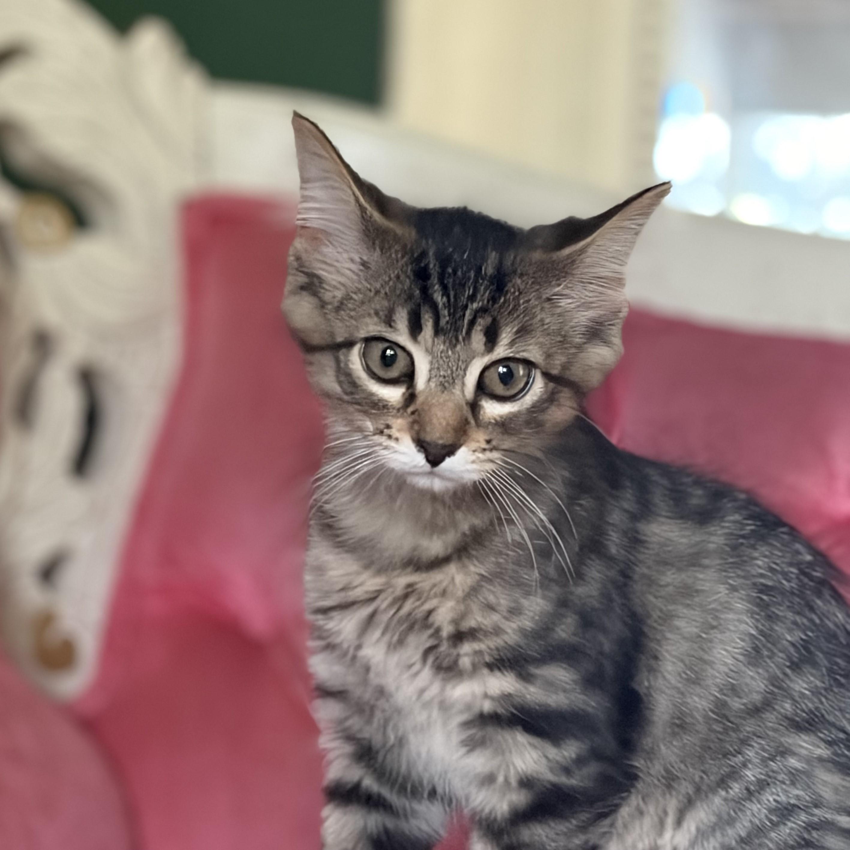 Enlarge Holly, a Adopted mixed breed in Lombard, IL image 5/6