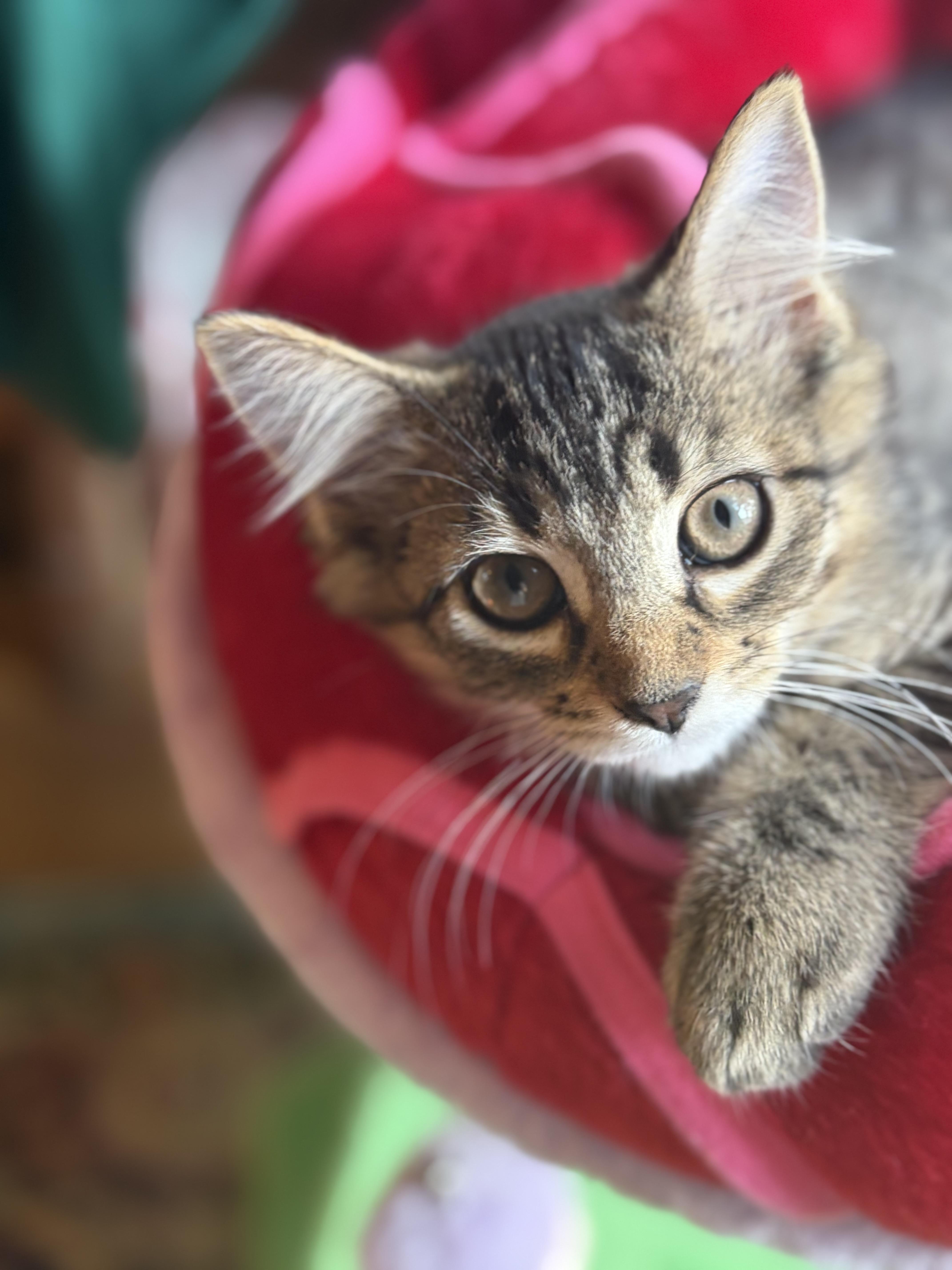 Holly, Adopted, Kitten Female Tabby & Domestic Medium Hair.