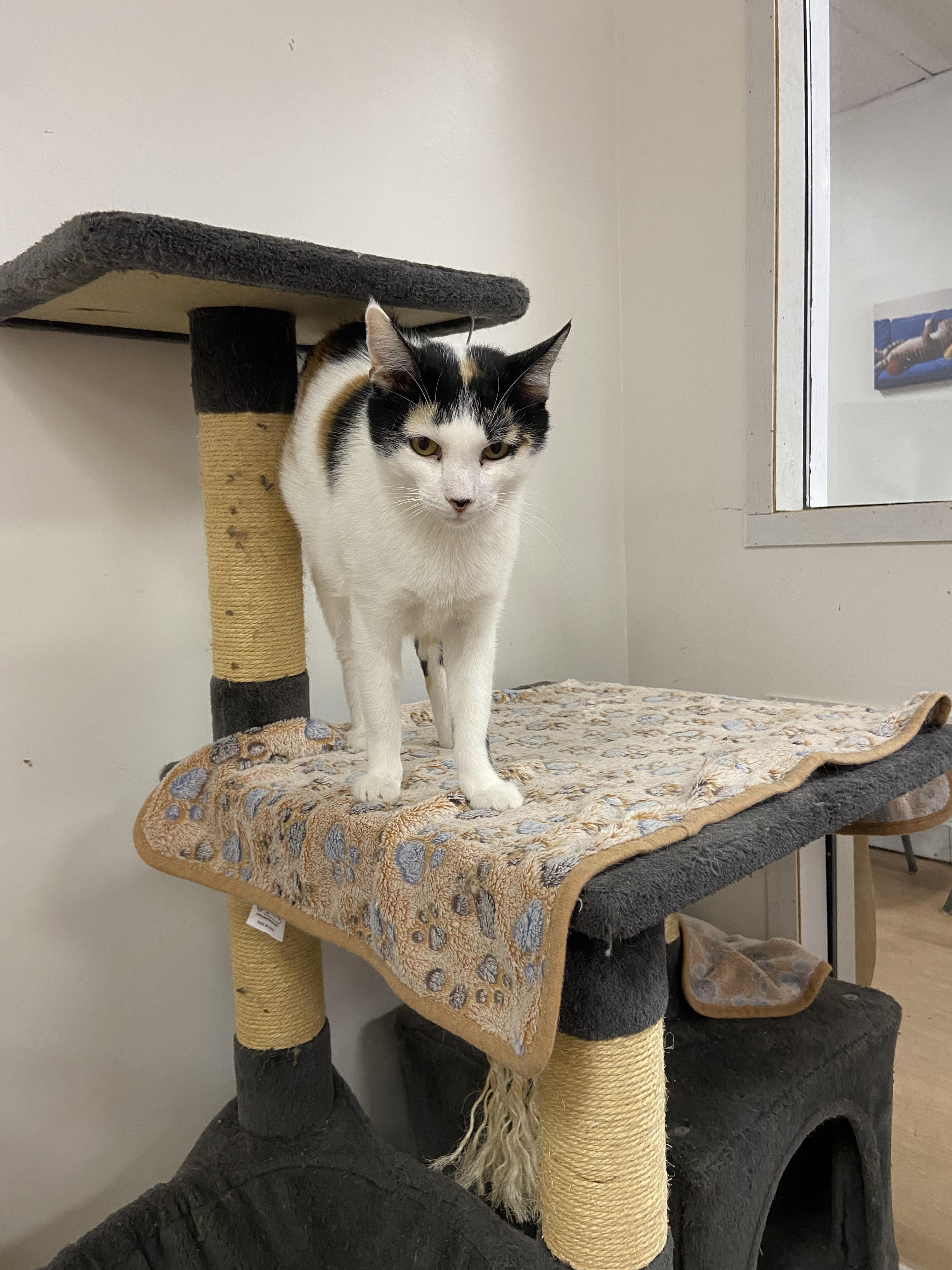 Mrs. Beakley, Adult Female Calico