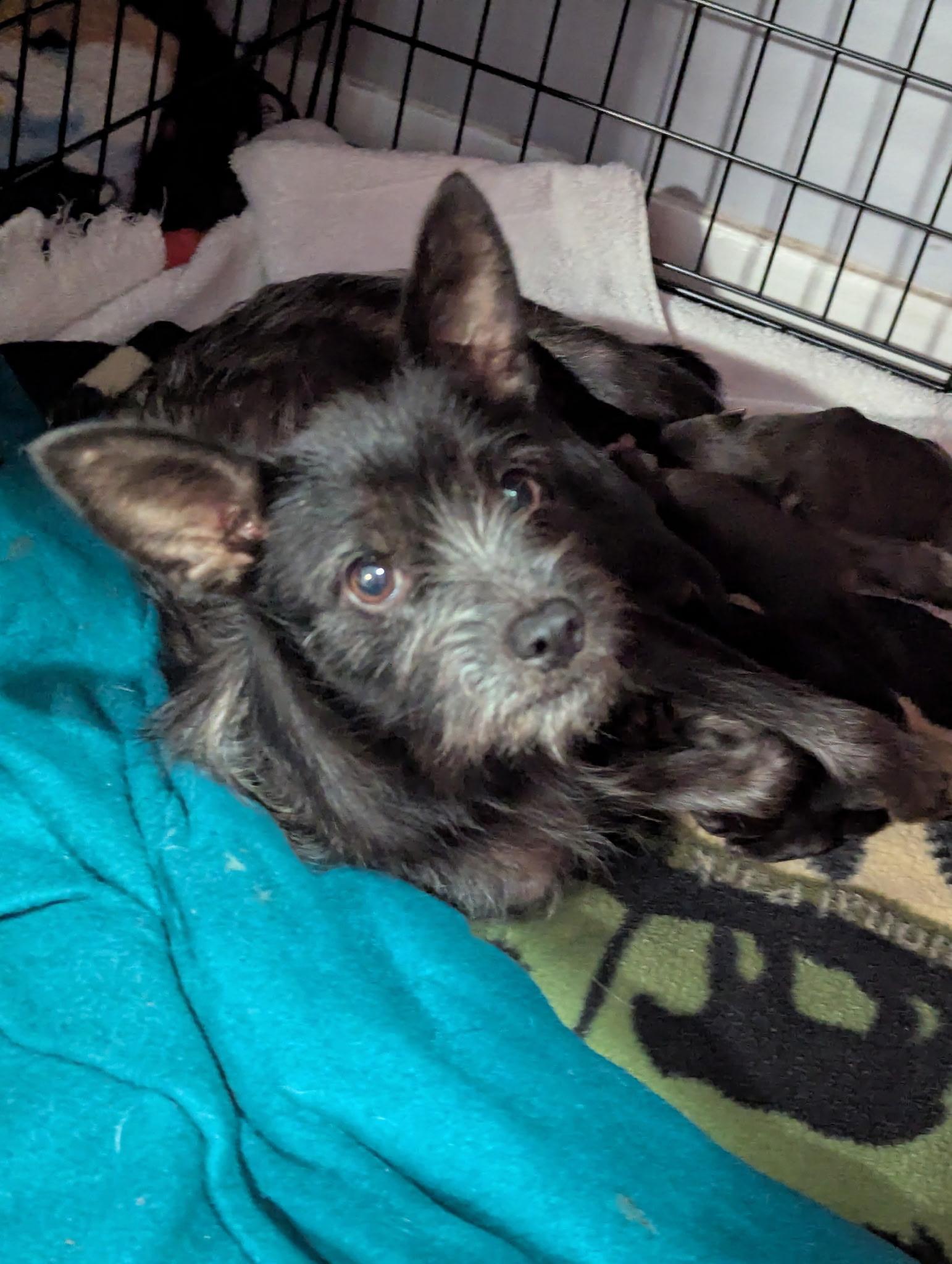 Reba, adopted, Adult Female Terrier.