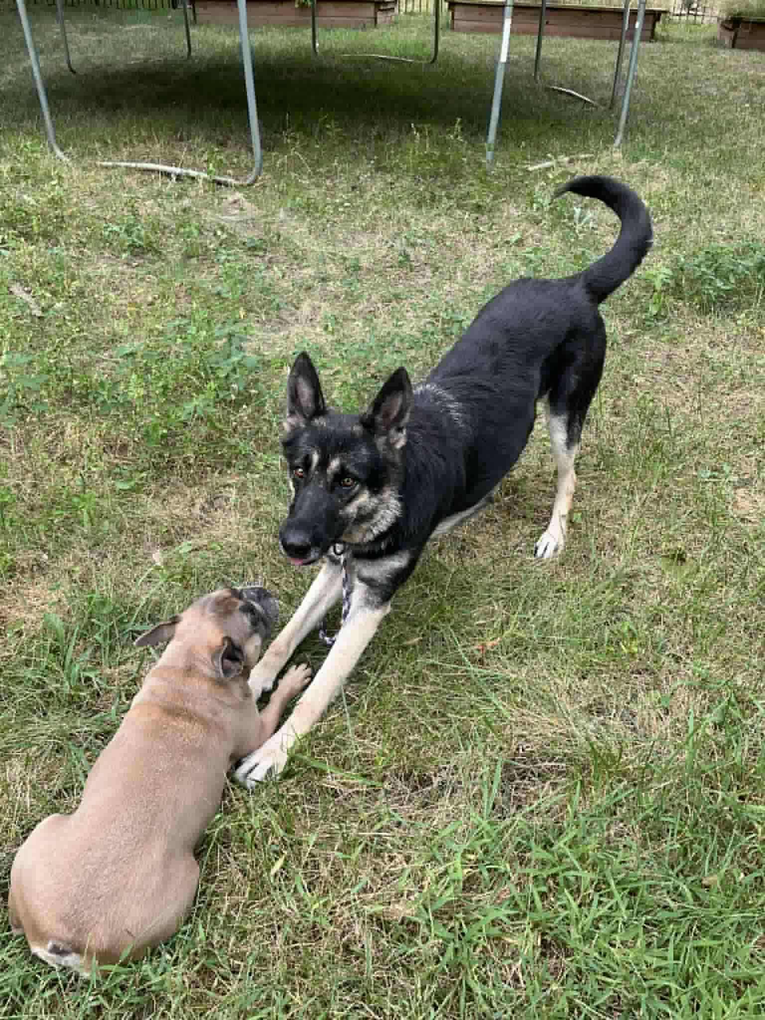 Heidi, Adoptable, Adult Female German Shepherd Dog.