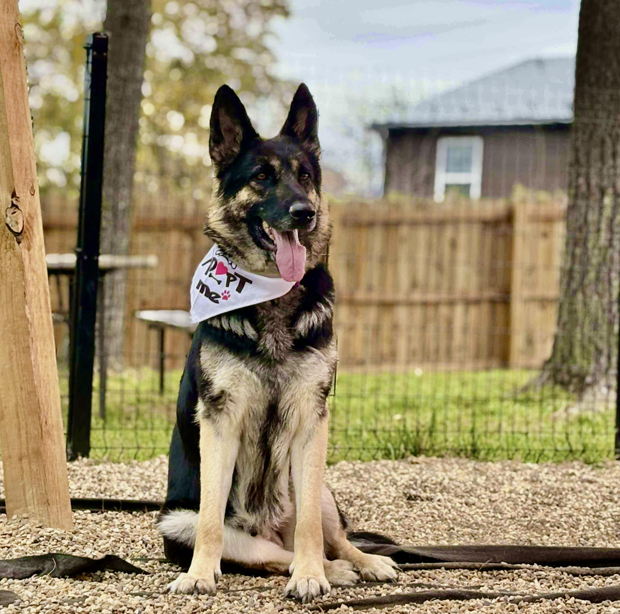 Enlarge Heidi, a Adoptable German Shepherd Dog in Florissant, MO image 2/6