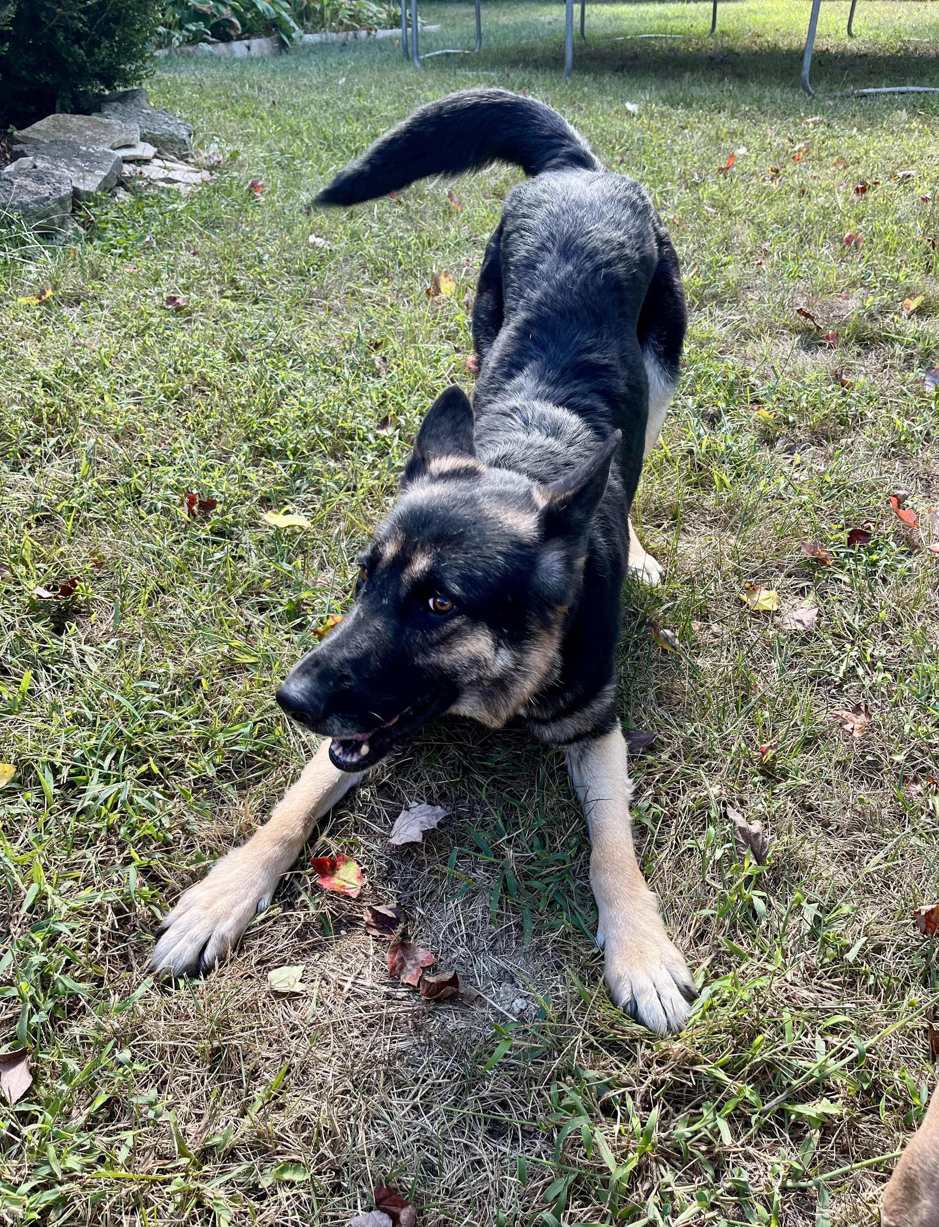 Enlarge Heidi, a Adoptable German Shepherd Dog in Florissant, MO image 4/6