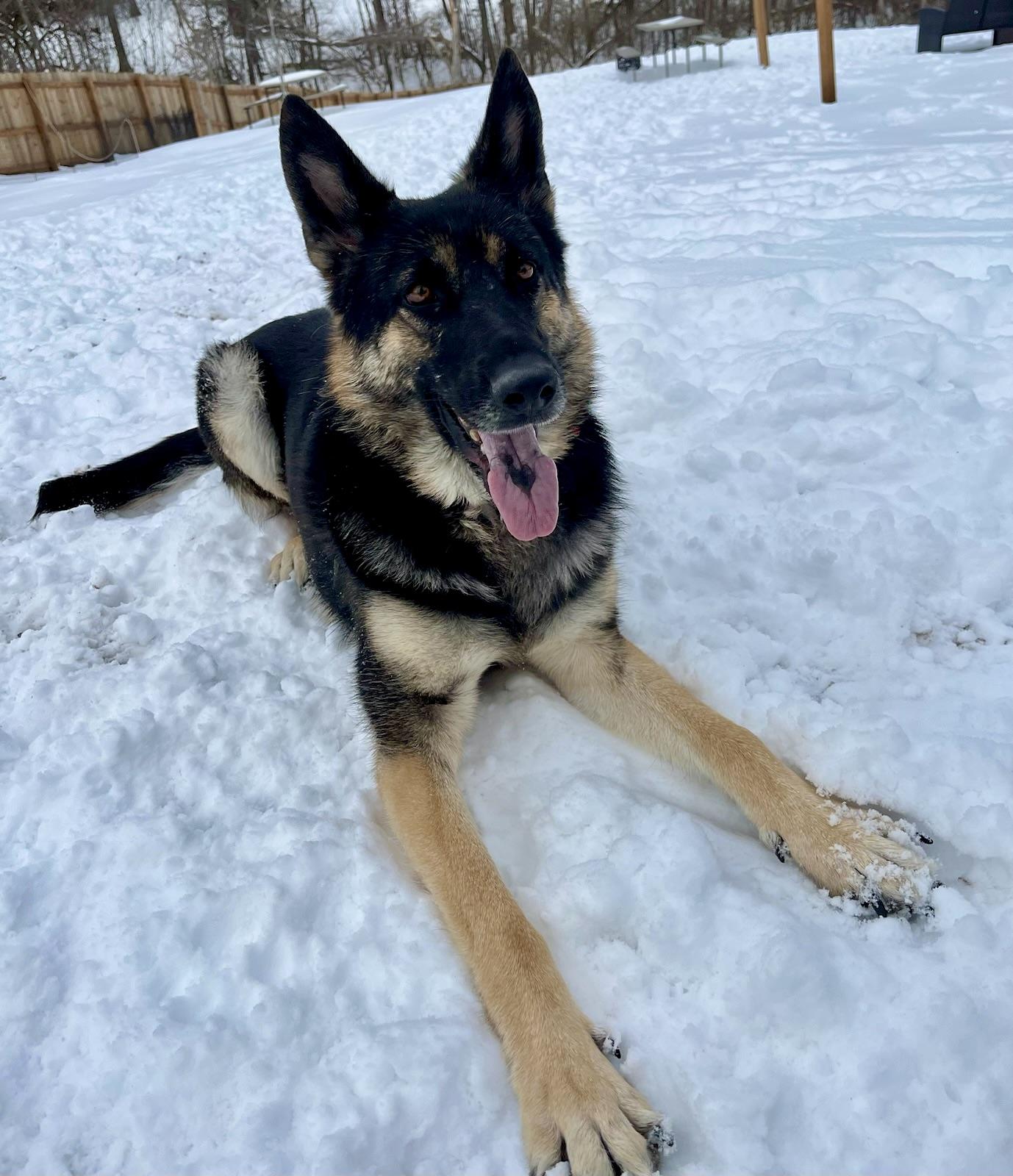 Enlarge Heidi, a Adoptable German Shepherd Dog in Florissant, MO image 3/6