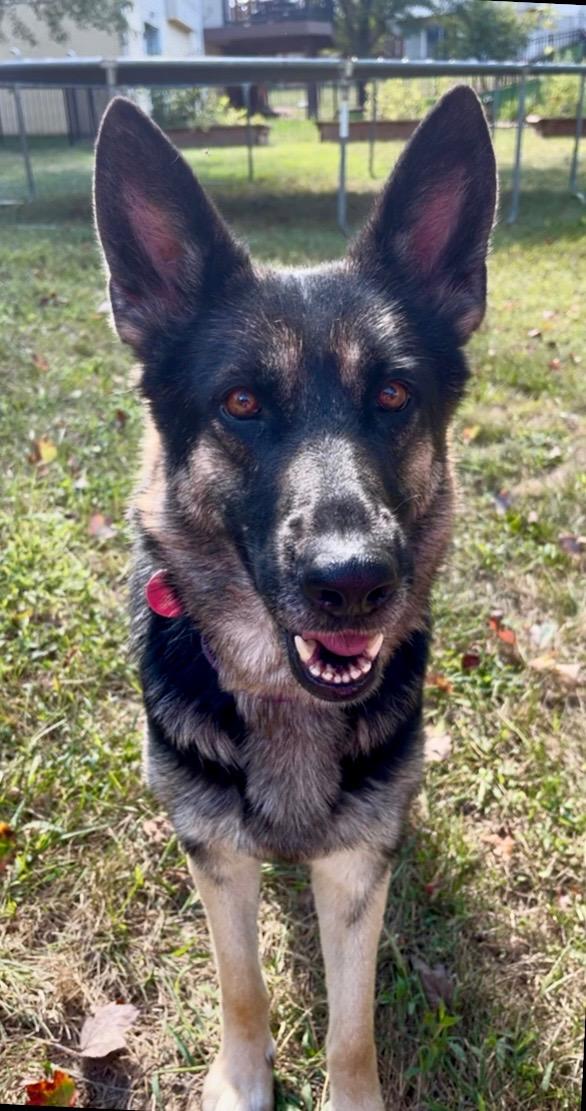 Enlarge Heidi, a Adoptable German Shepherd Dog in Florissant, MO image 2/6