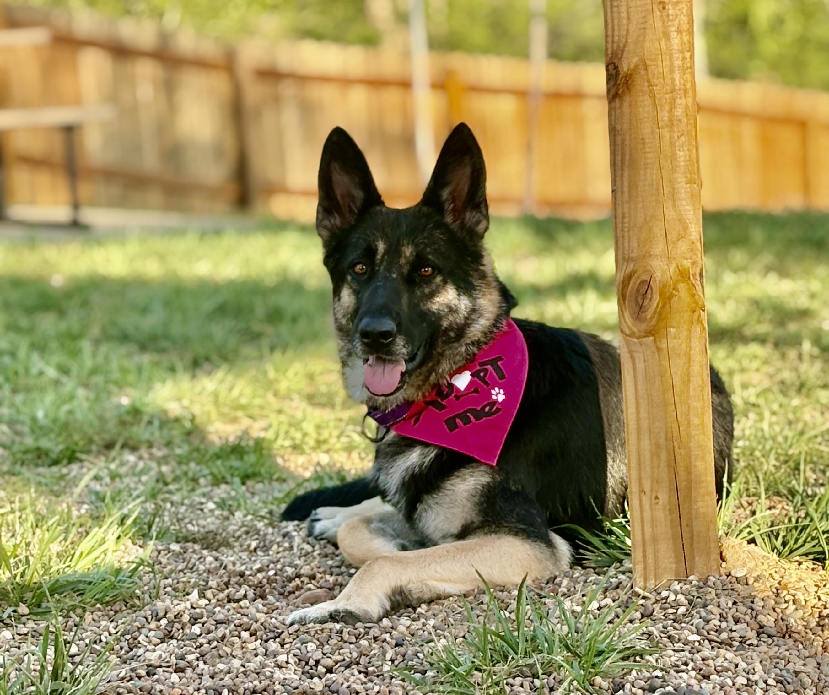 Heidi, Adoptable, Adult Female German Shepherd Dog.