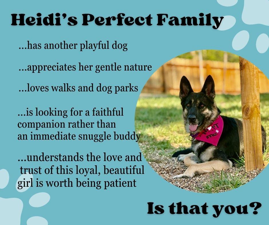 Enlarge Heidi, a Adoptable German Shepherd Dog in Florissant, MO image 5/6