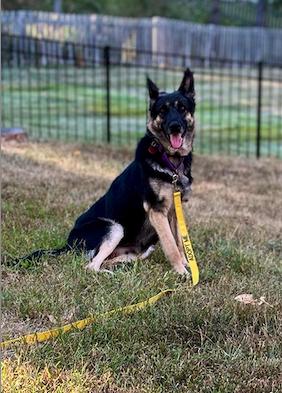 Enlarge Heidi, a Adoptable German Shepherd Dog in Florissant, MO image 6/6