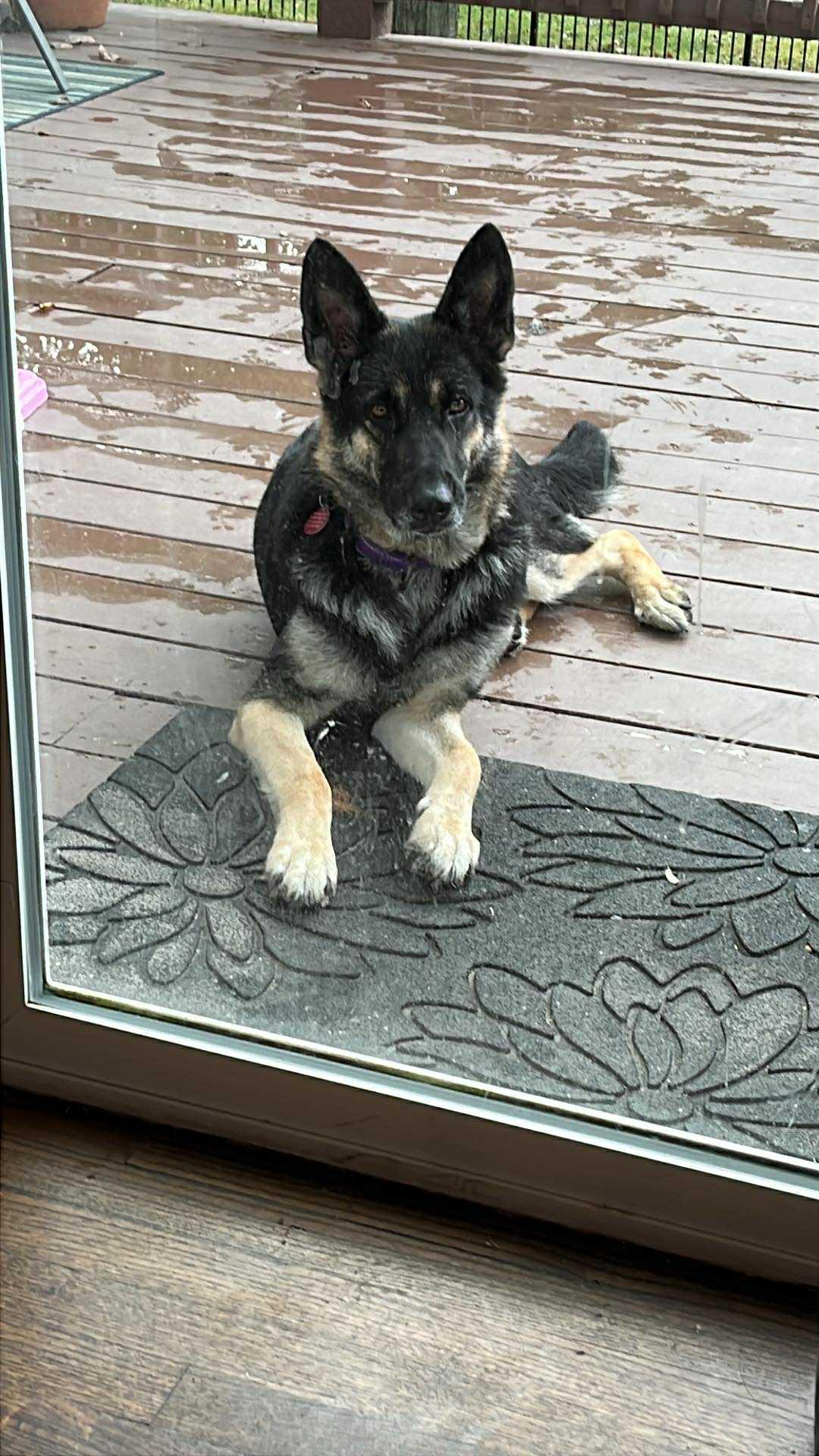 Enlarge Heidi, a Adoptable German Shepherd Dog in Florissant, MO image 4/6