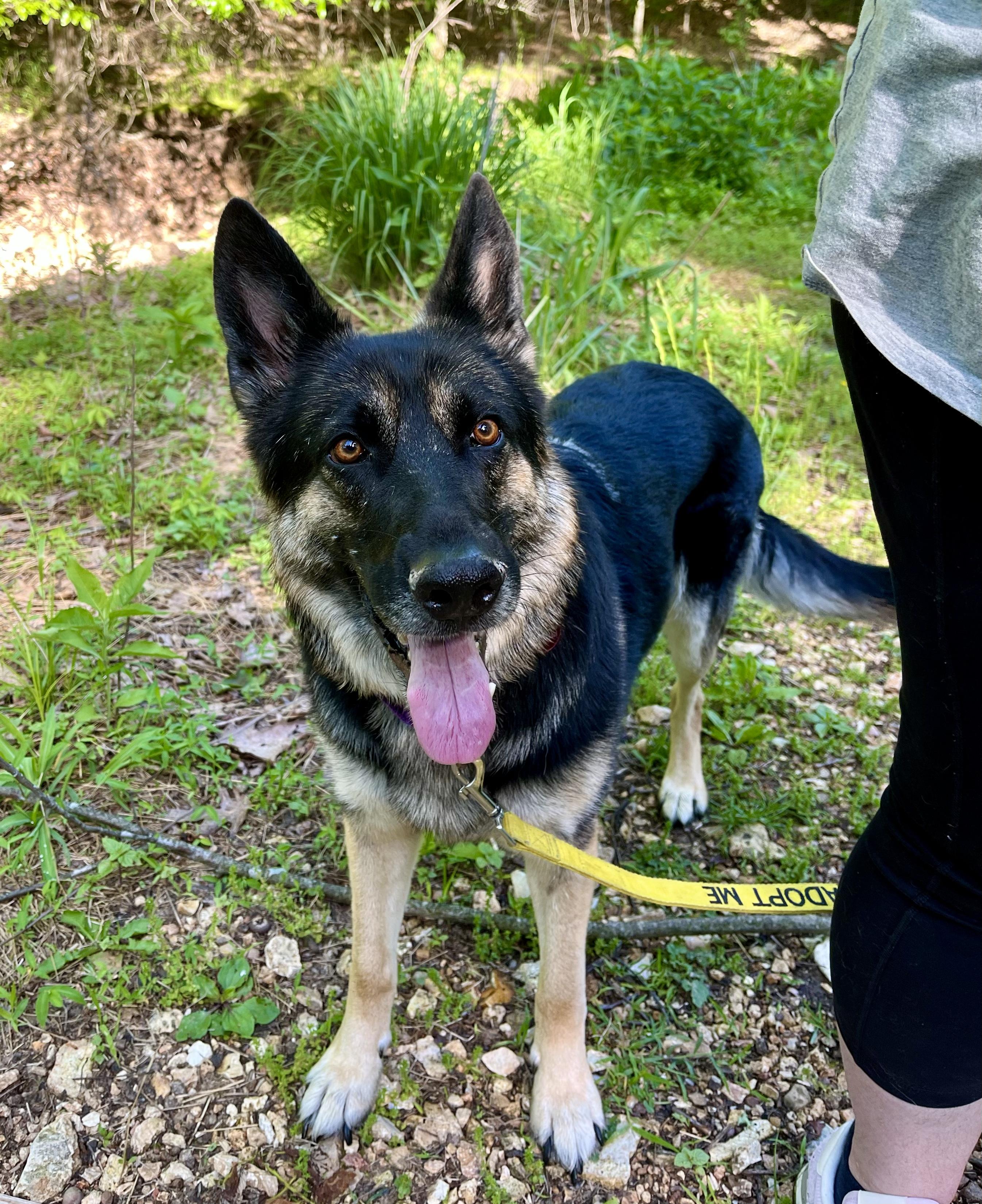 Enlarge Heidi, a Adoptable German Shepherd Dog in Florissant, MO image 6/6