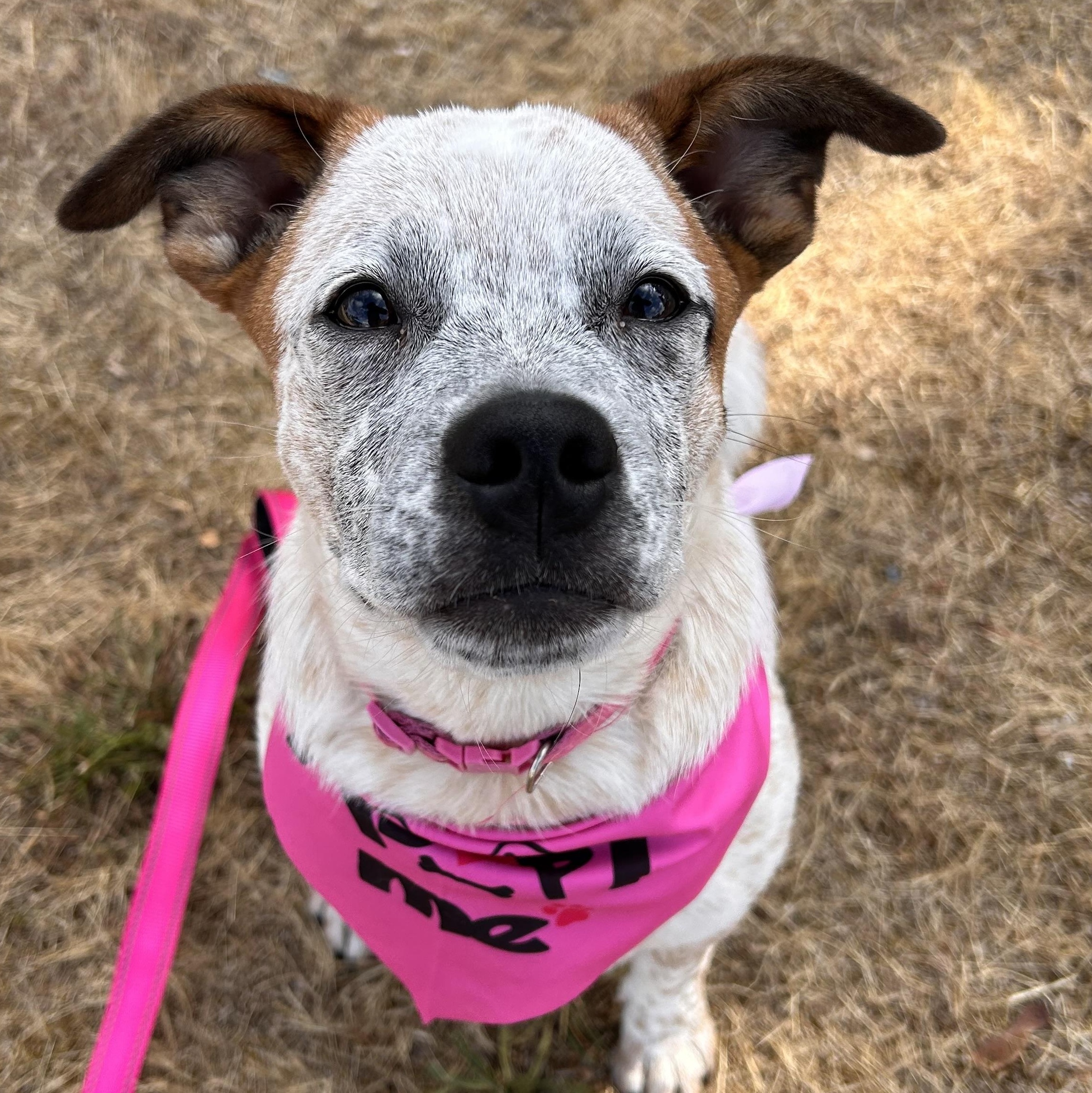 Cream, a Adoptable mixed breed in Salem, OR image 4/6