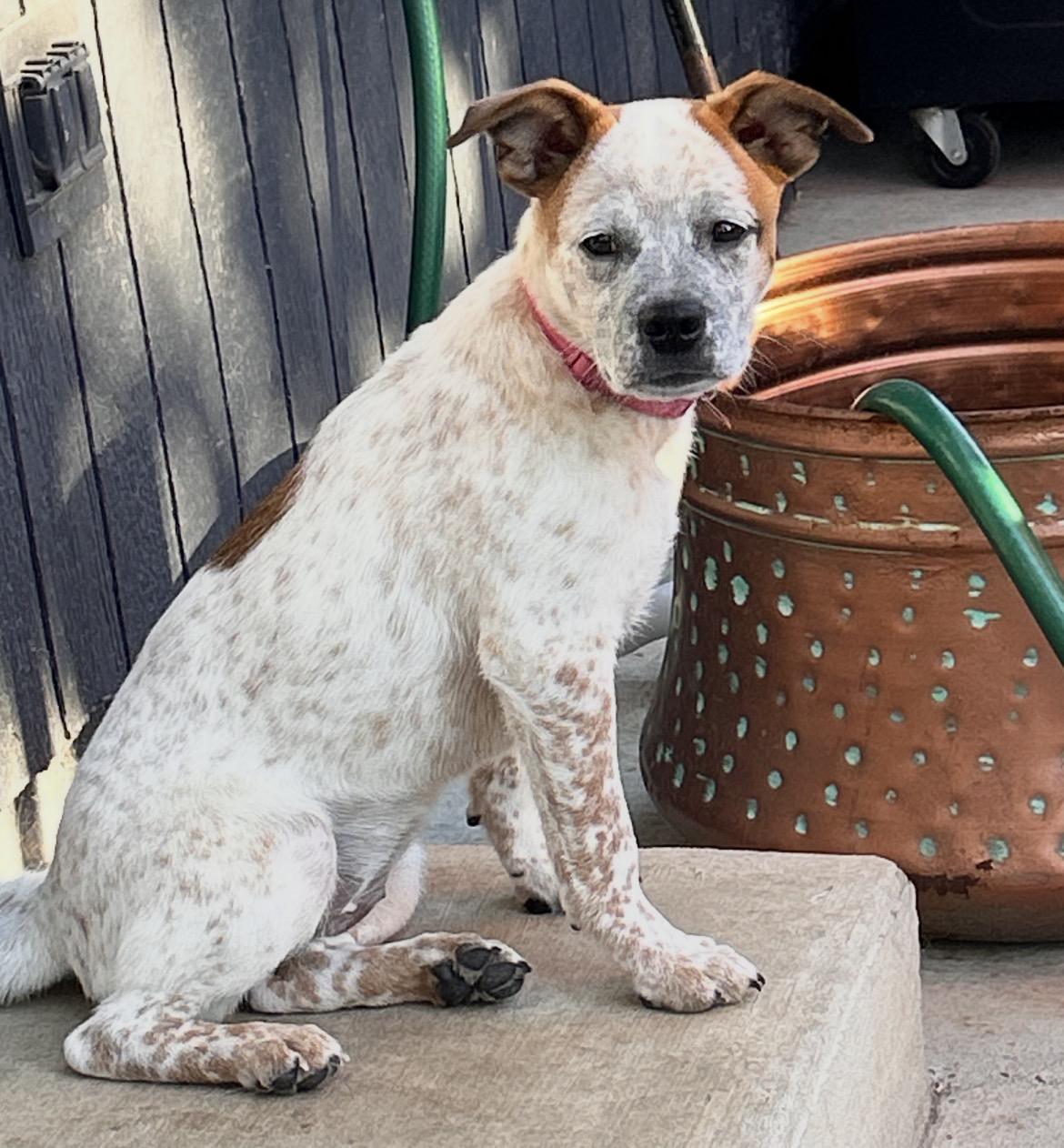 Cream, a Adoptable mixed breed in Salem, OR image 6/6