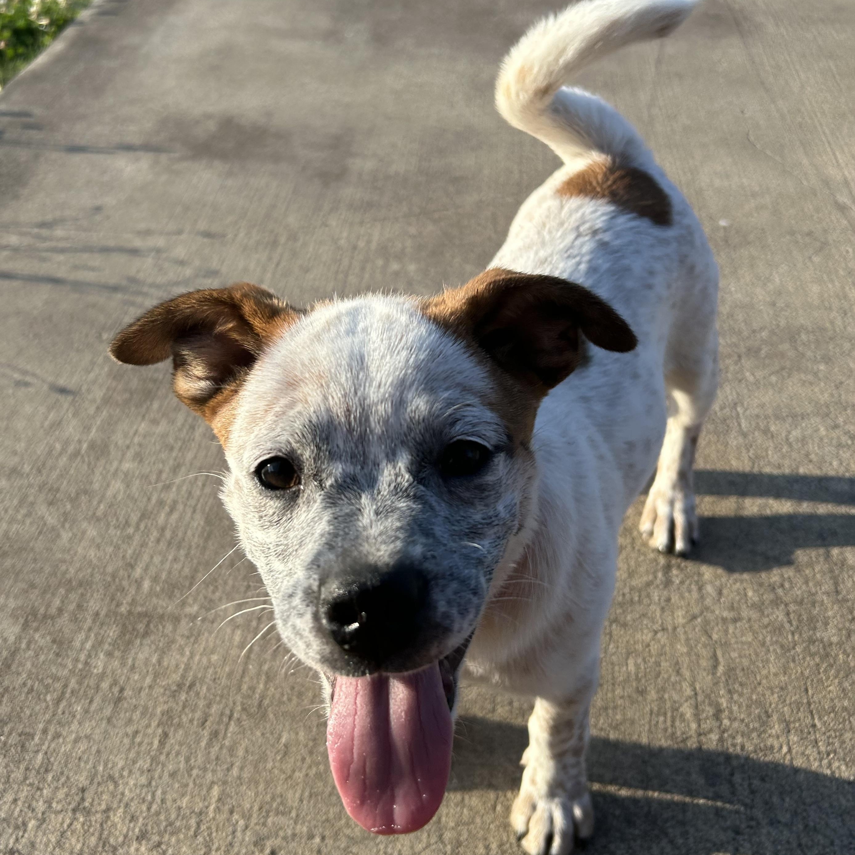 Cream, a Adoptable mixed breed in Salem, OR image 2/6