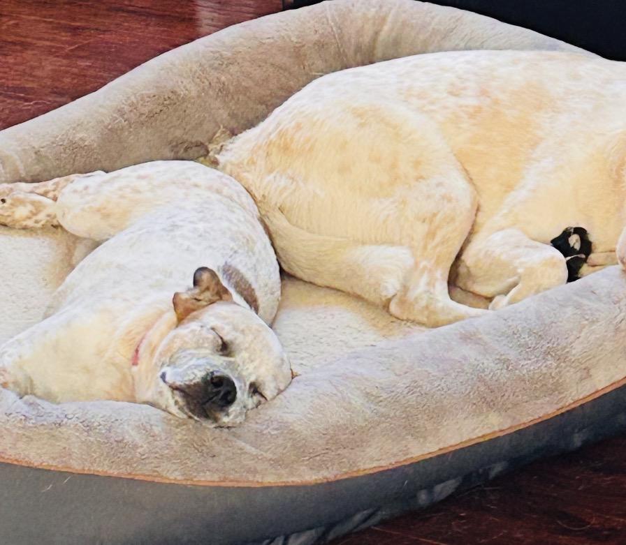 Cream, a Adoptable mixed breed in Salem, OR image 3/6
