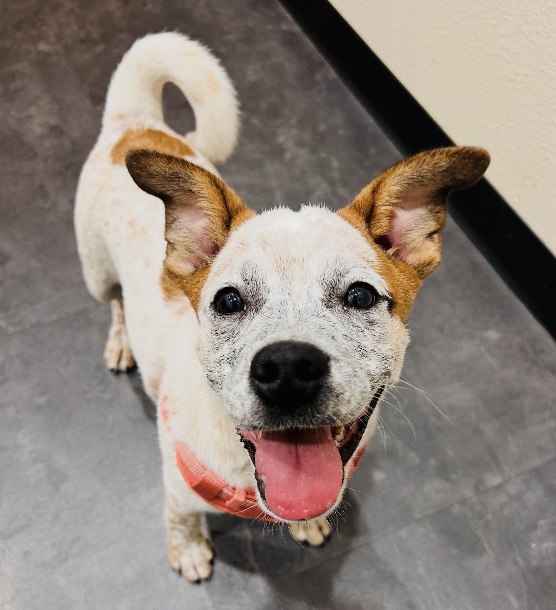 Cream, Adoptable, Puppy Female Cattle Dog & Pug.