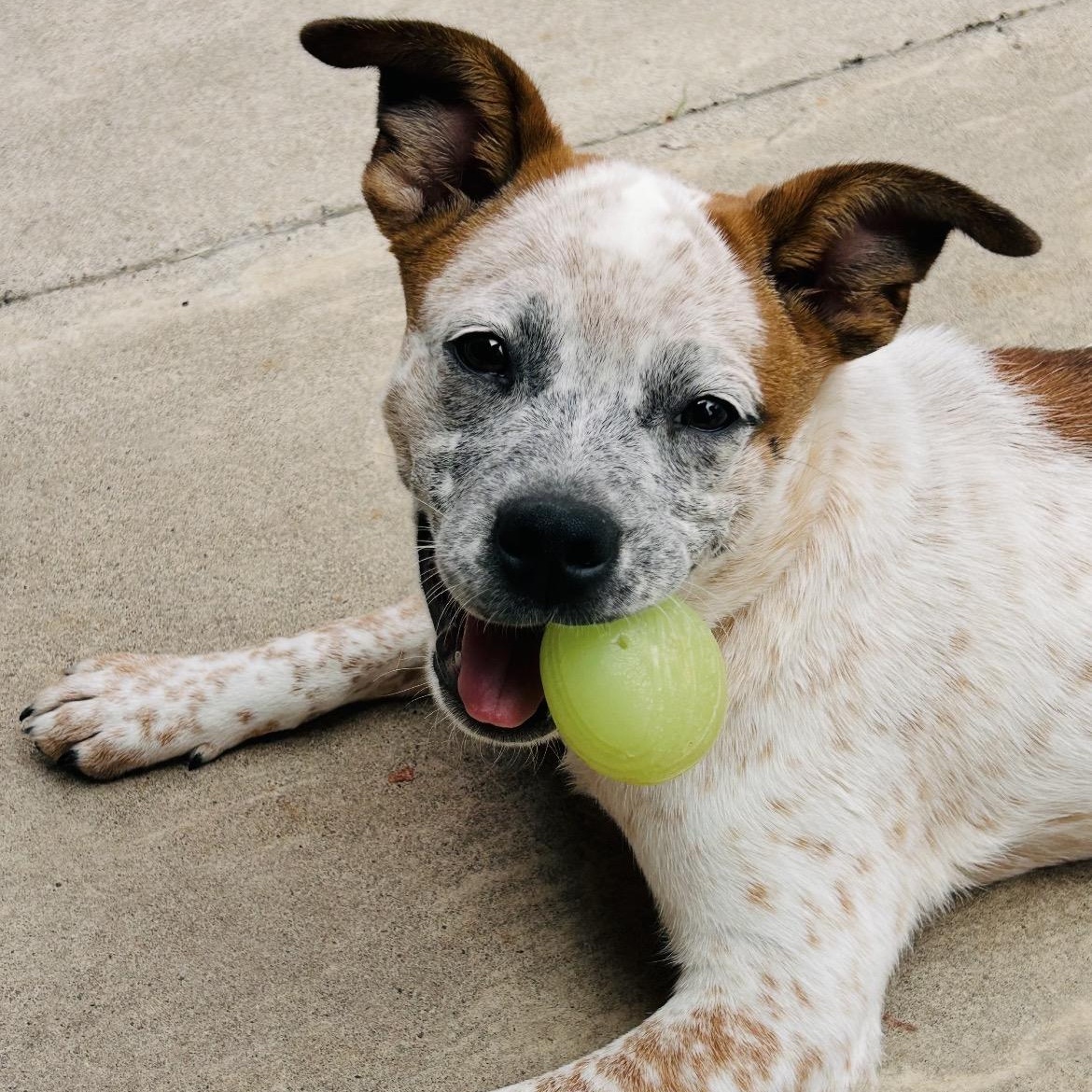 Cream, a Adoptable mixed breed in Salem, OR image 5/6