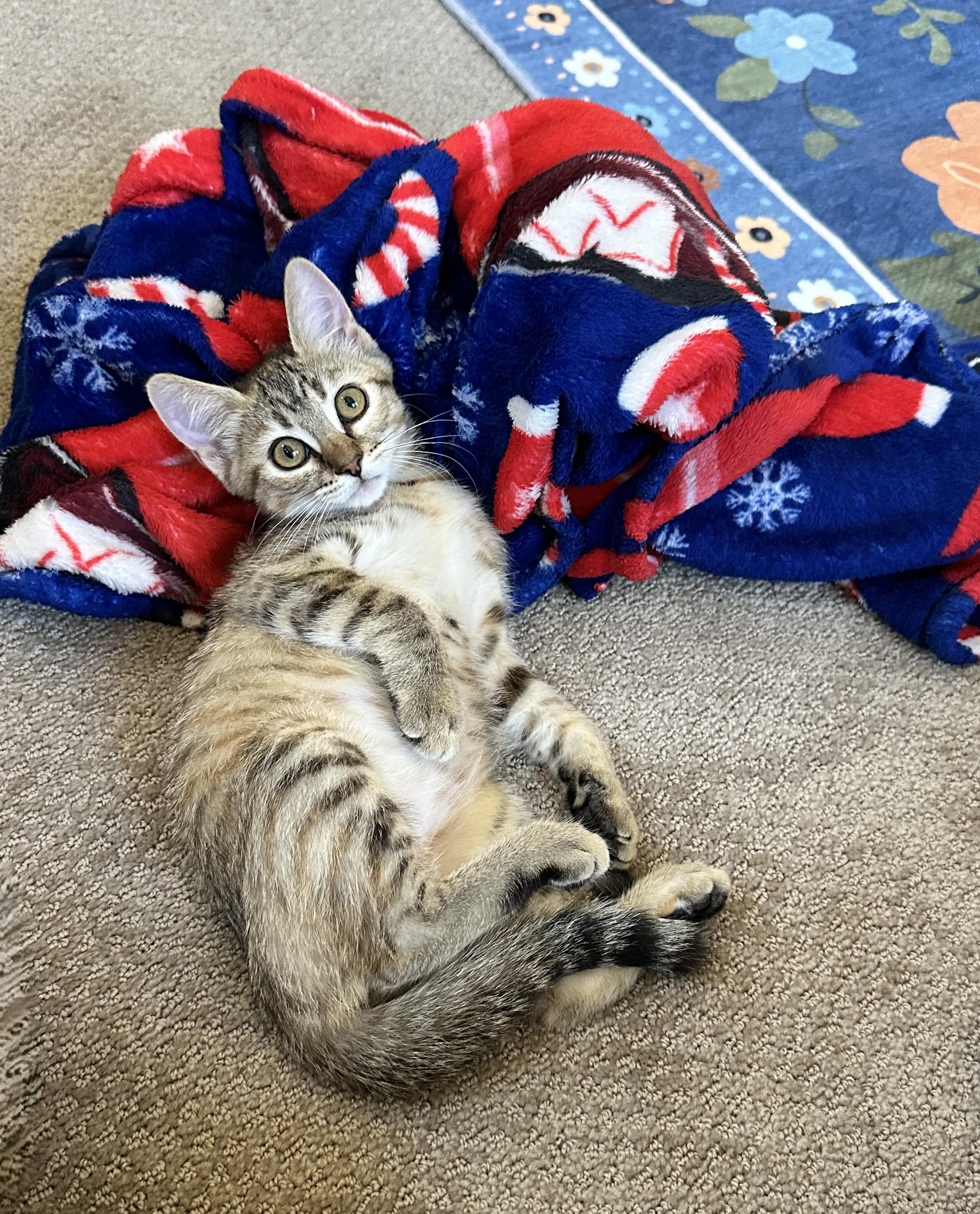 Willow - Morning Purrs and Endless Love, a ADOPTABLE Tabby in Prescott, AZ image 2/2