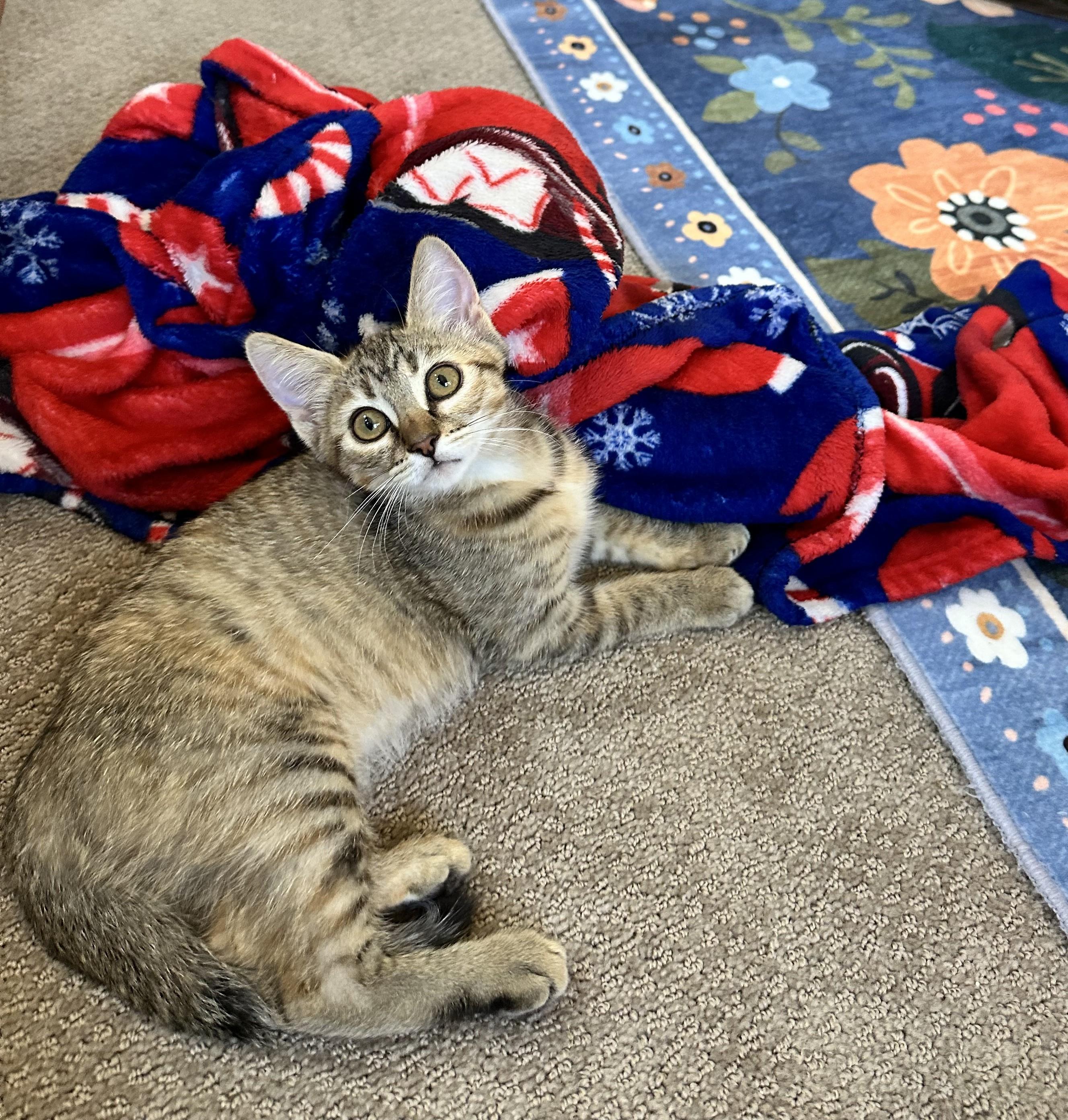 Willow - Morning Purrs and Endless Love, ADOPTABLE, Kitten Female Tabby.