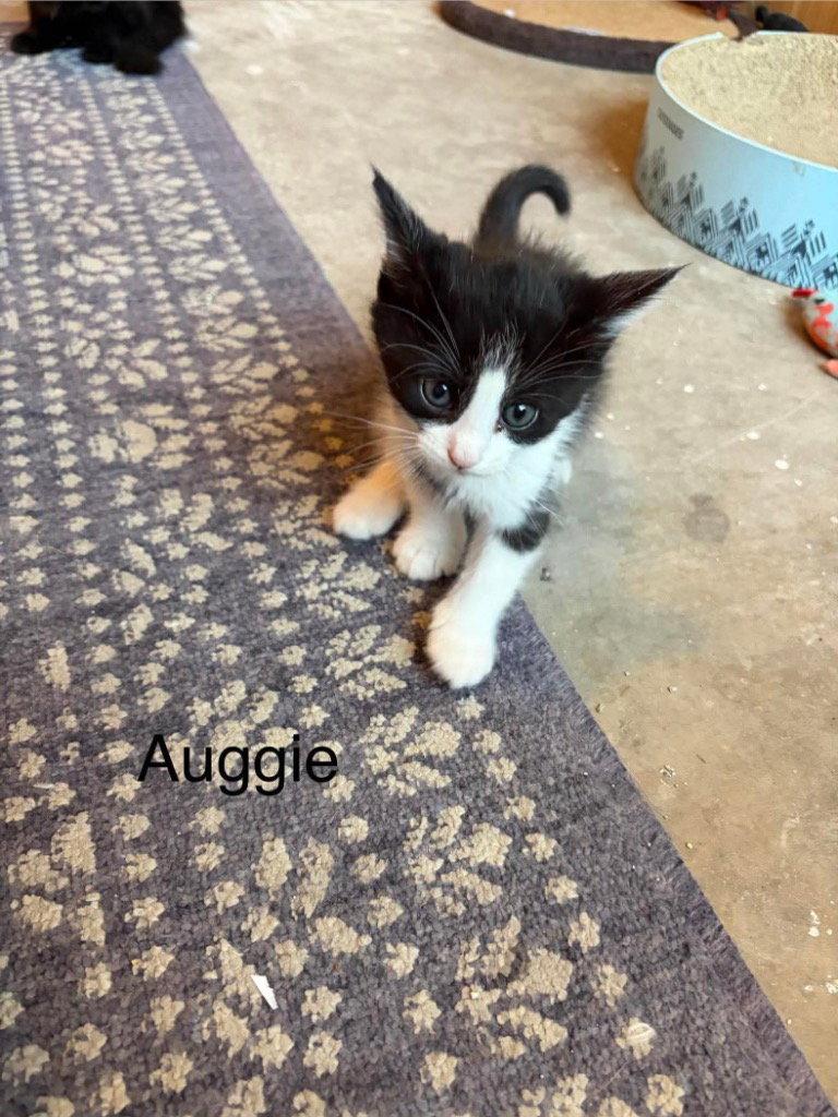 Auggie, Adoptable, Kitten Male Domestic Long Hair.