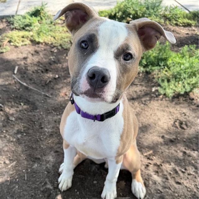 LAMBO, Adoptable, Young Male American Bulldog.