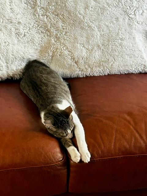 Enlarge Binx and Nina - Teen sibling bonded pair, a ADOPTABLE Domestic Short Hair in Mountain View, CA image 3/5