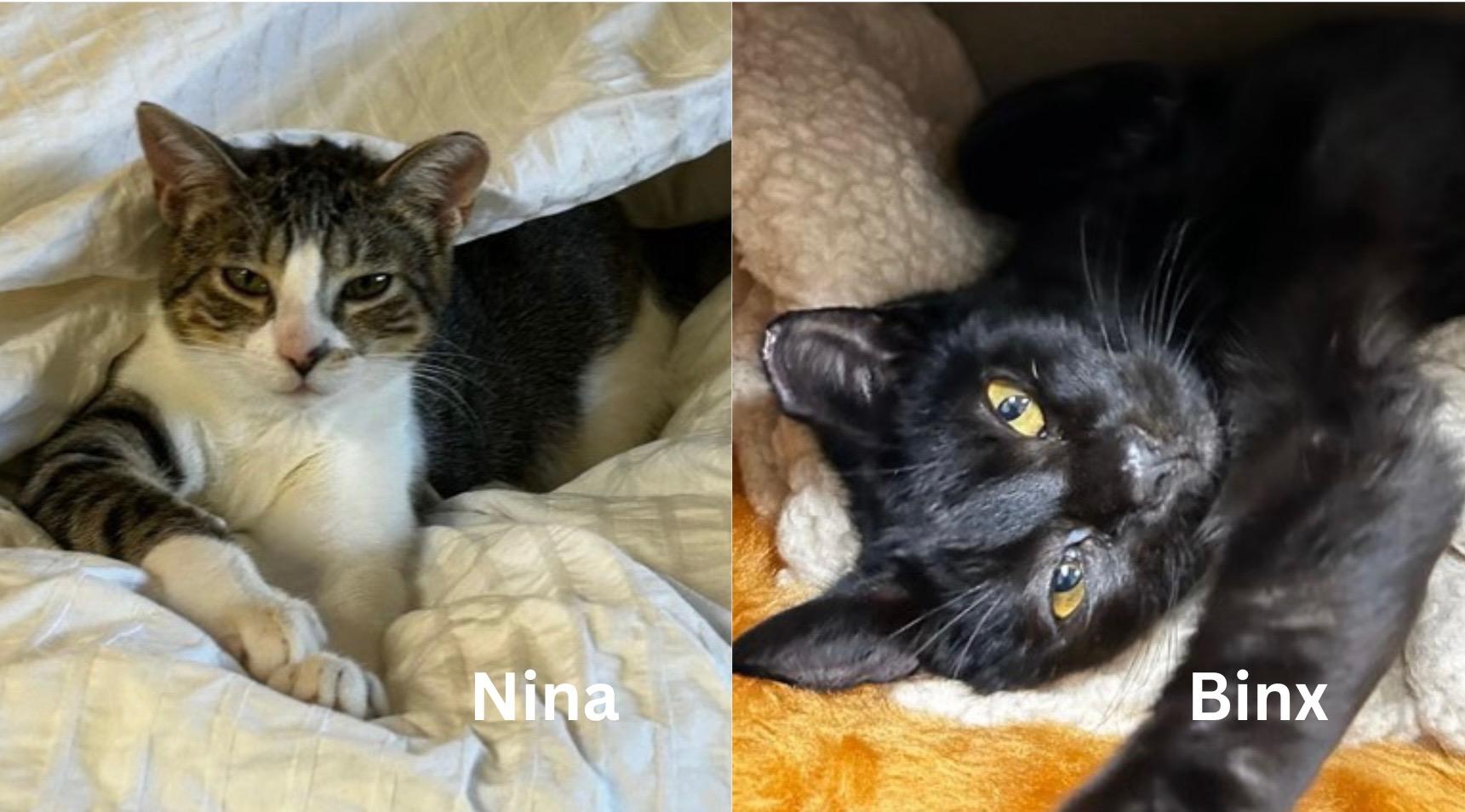 Binx and Nina - Teen sibling bonded pair, ADOPTABLE, Kitten Male Domestic Short Hair.