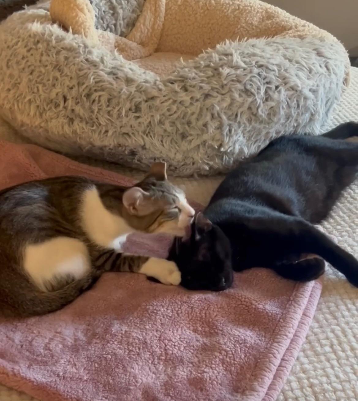 Enlarge Binx and Nina - Teen sibling bonded pair, a ADOPTABLE Domestic Short Hair in Mountain View, CA image 2/5