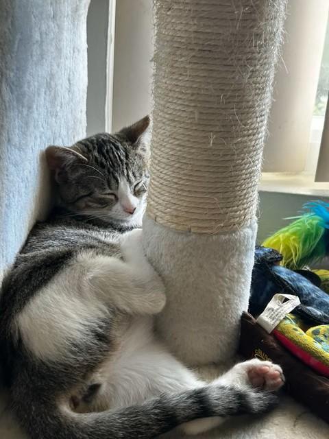 Enlarge Binx and Nina - Teen sibling bonded pair, a ADOPTABLE Domestic Short Hair in Mountain View, CA image 4/5