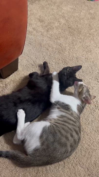 Enlarge Binx and Nina - Teen sibling bonded pair, a ADOPTABLE Domestic Short Hair in Mountain View, CA video 5/5