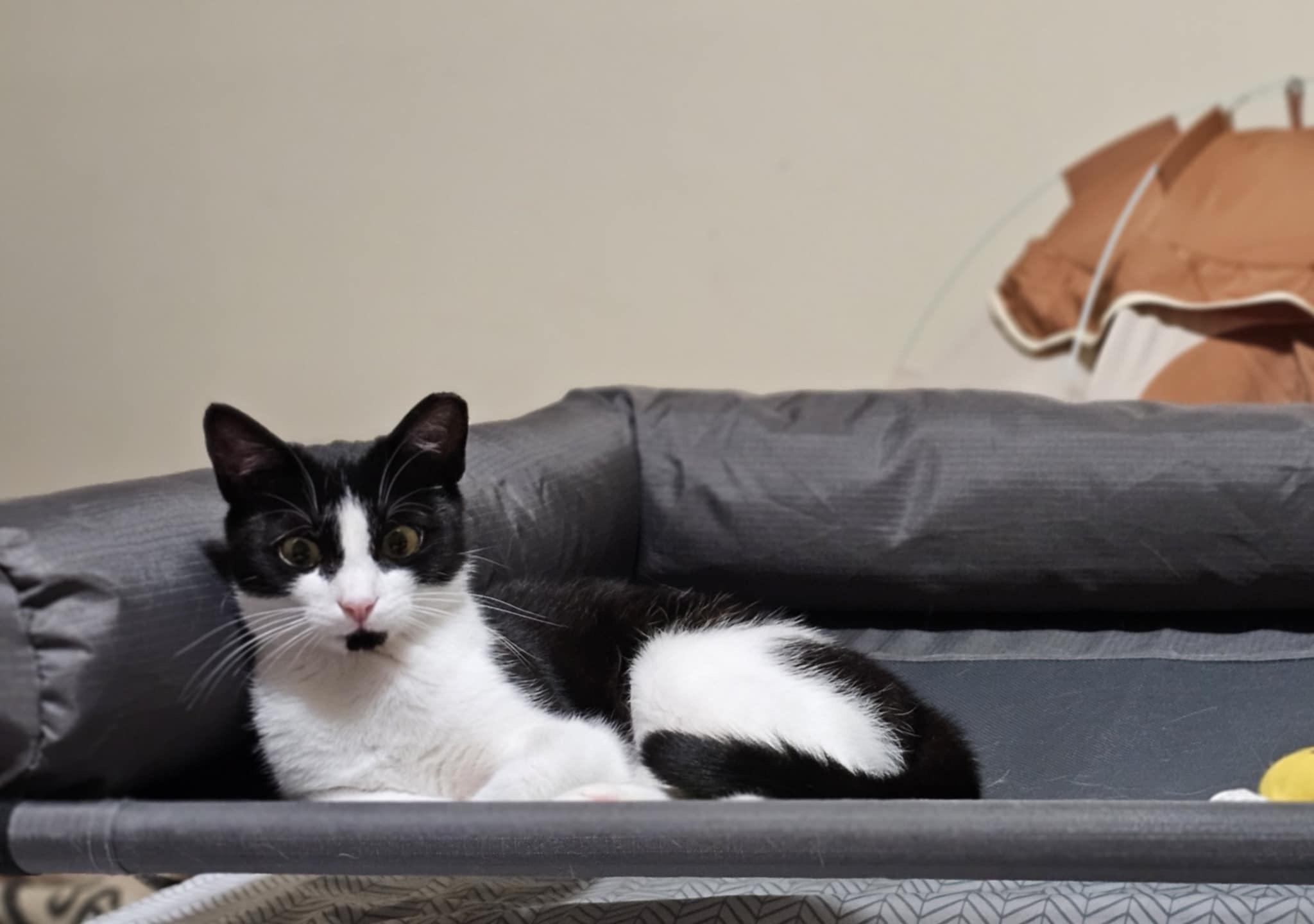 Enlarge Katniss, a Adoptable mixed breed in Greensboro, NC image 4/6