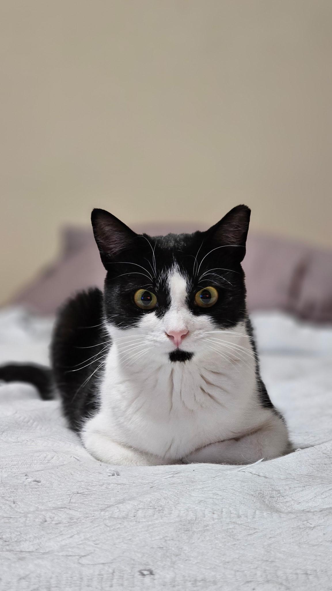 Katniss, Adoptable, Young Female Domestic Short Hair & Tuxedo.