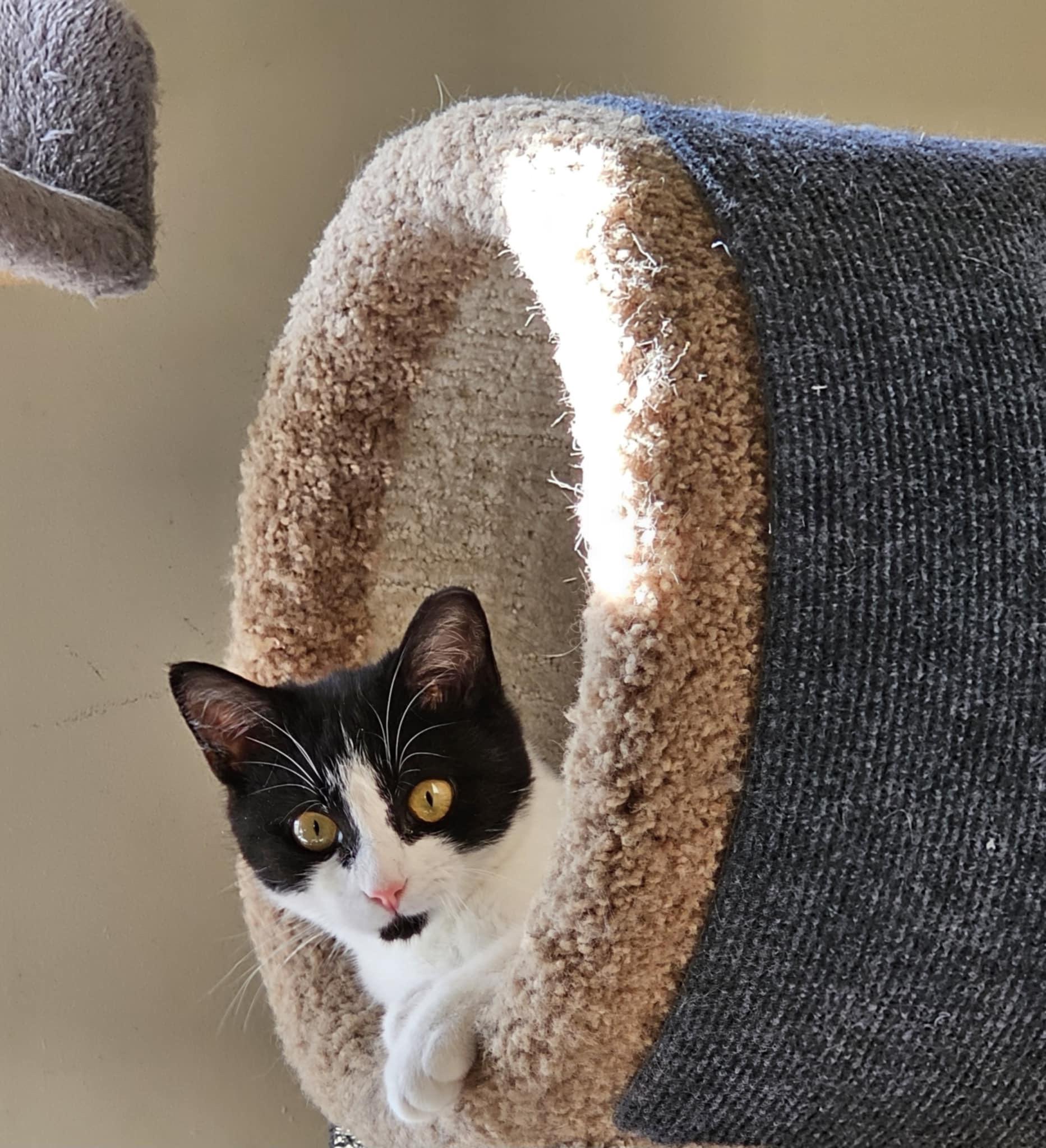 Katniss, Adoptable, Kitten Female Domestic Short Hair & Tuxedo.