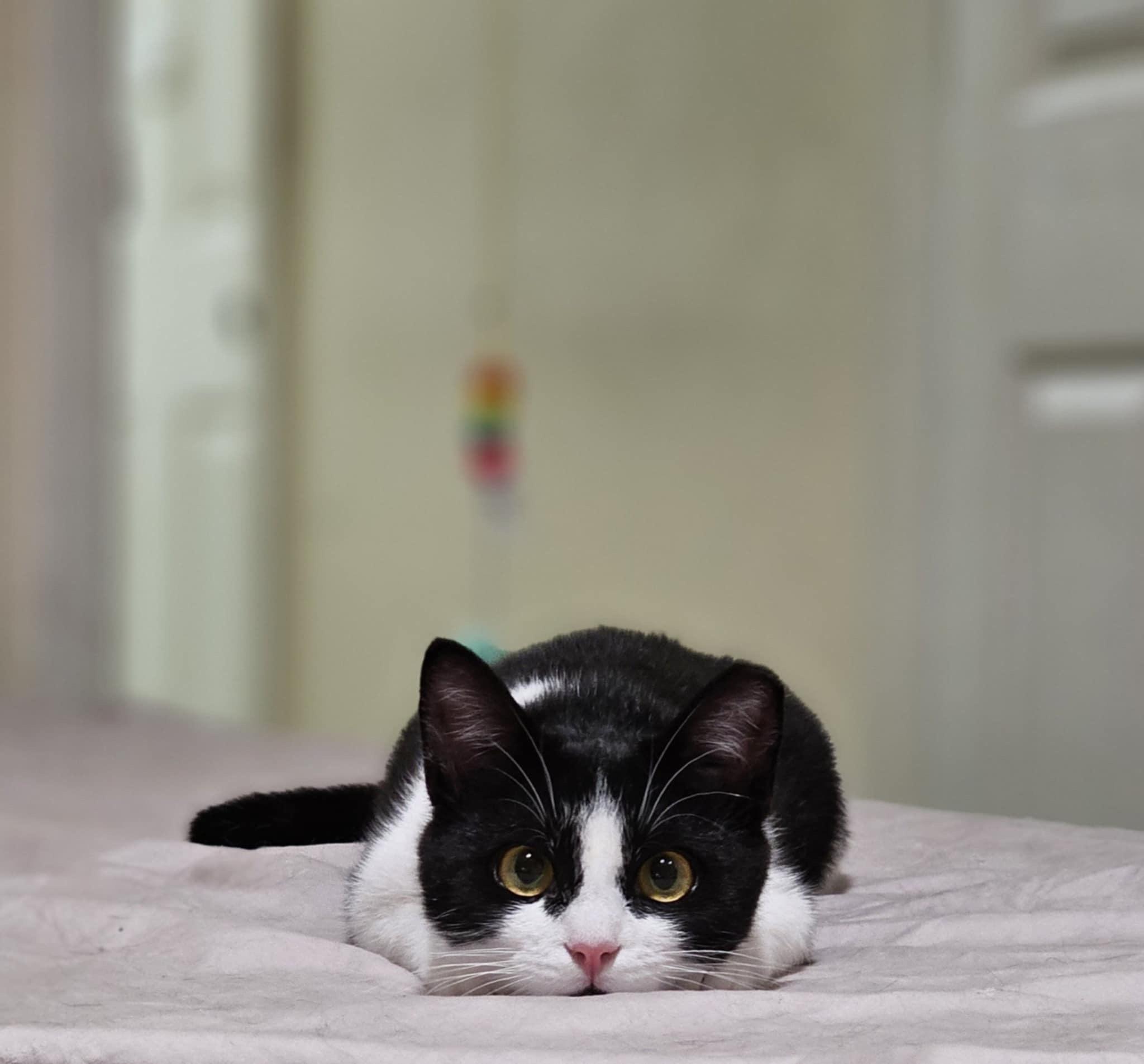 Enlarge Katniss, a Adoptable mixed breed in Greensboro, NC image 2/6