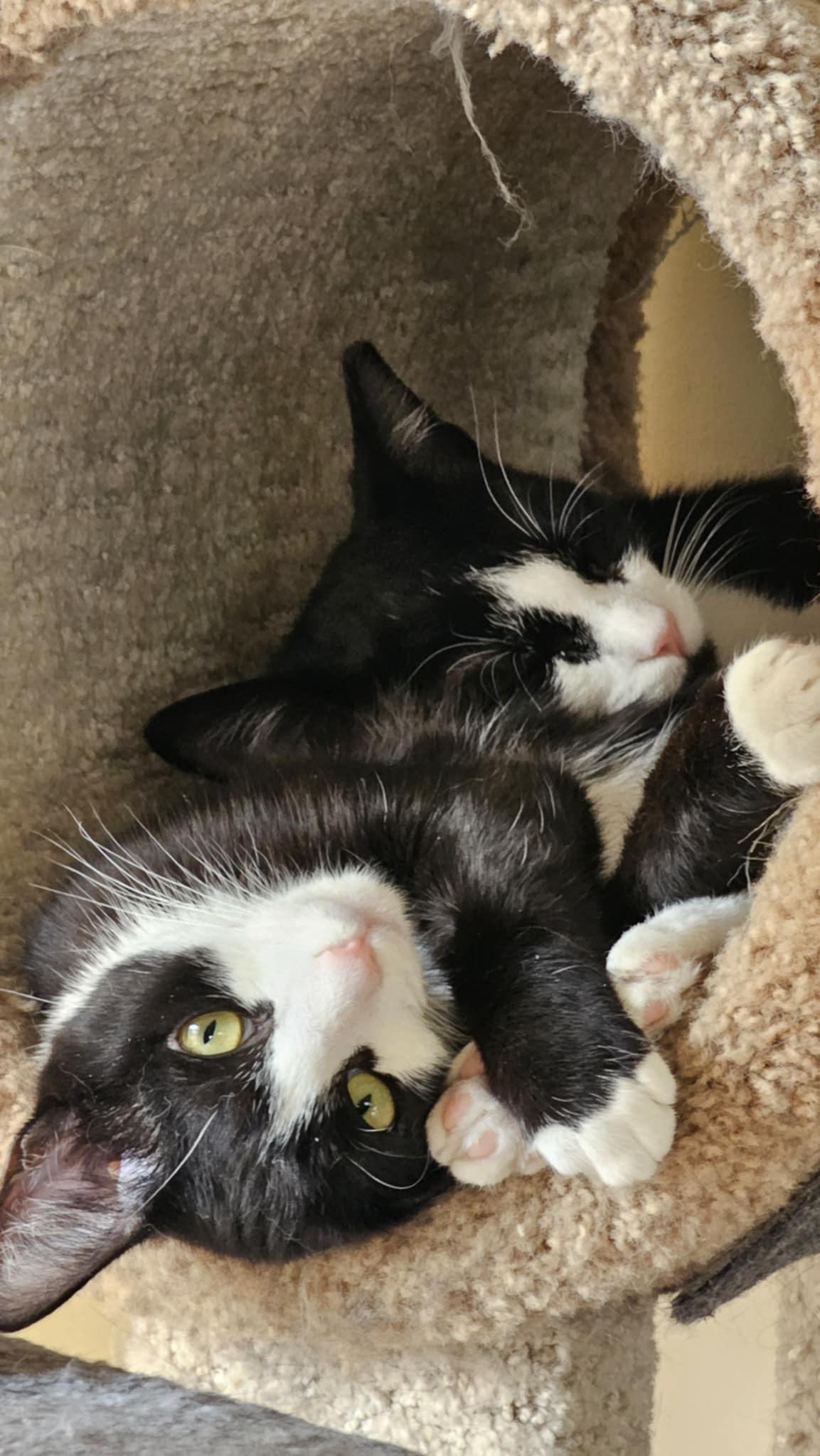 Enlarge Katniss, a Adoptable mixed breed in Greensboro, NC image 5/6