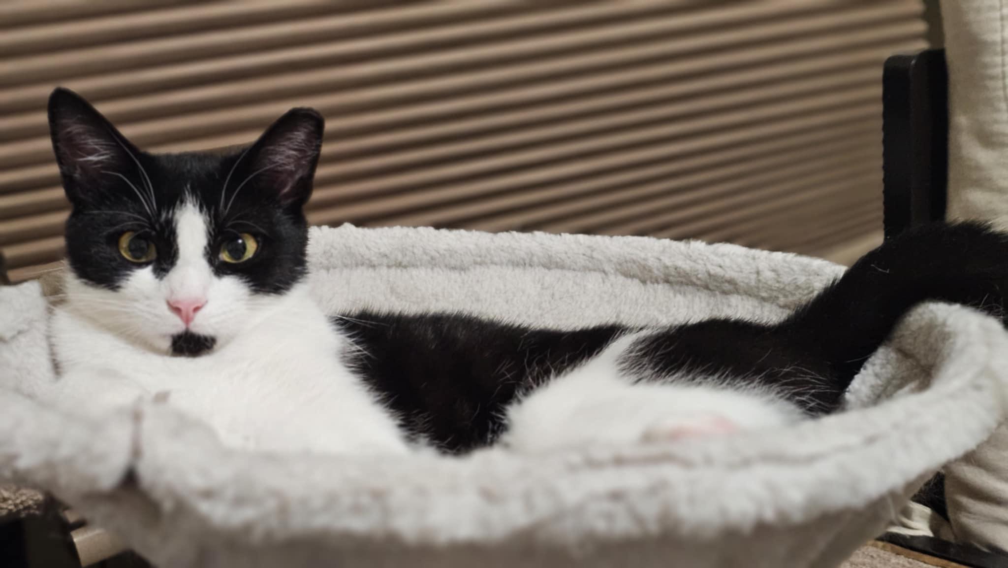 Enlarge Katniss, a Adoptable mixed breed in Greensboro, NC image 6/6