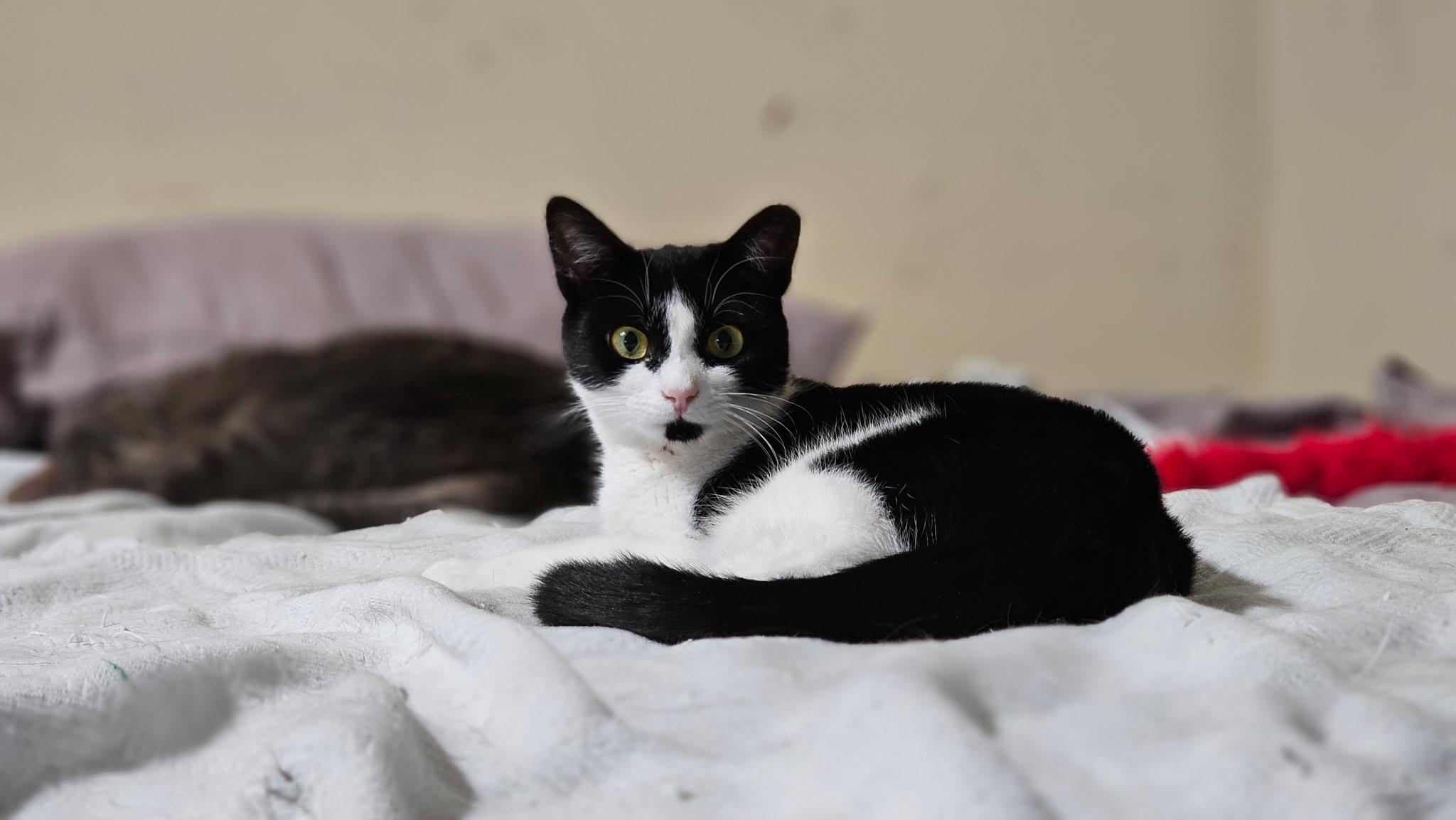 Enlarge Katniss, a Adoptable mixed breed in Greensboro, NC image 3/6