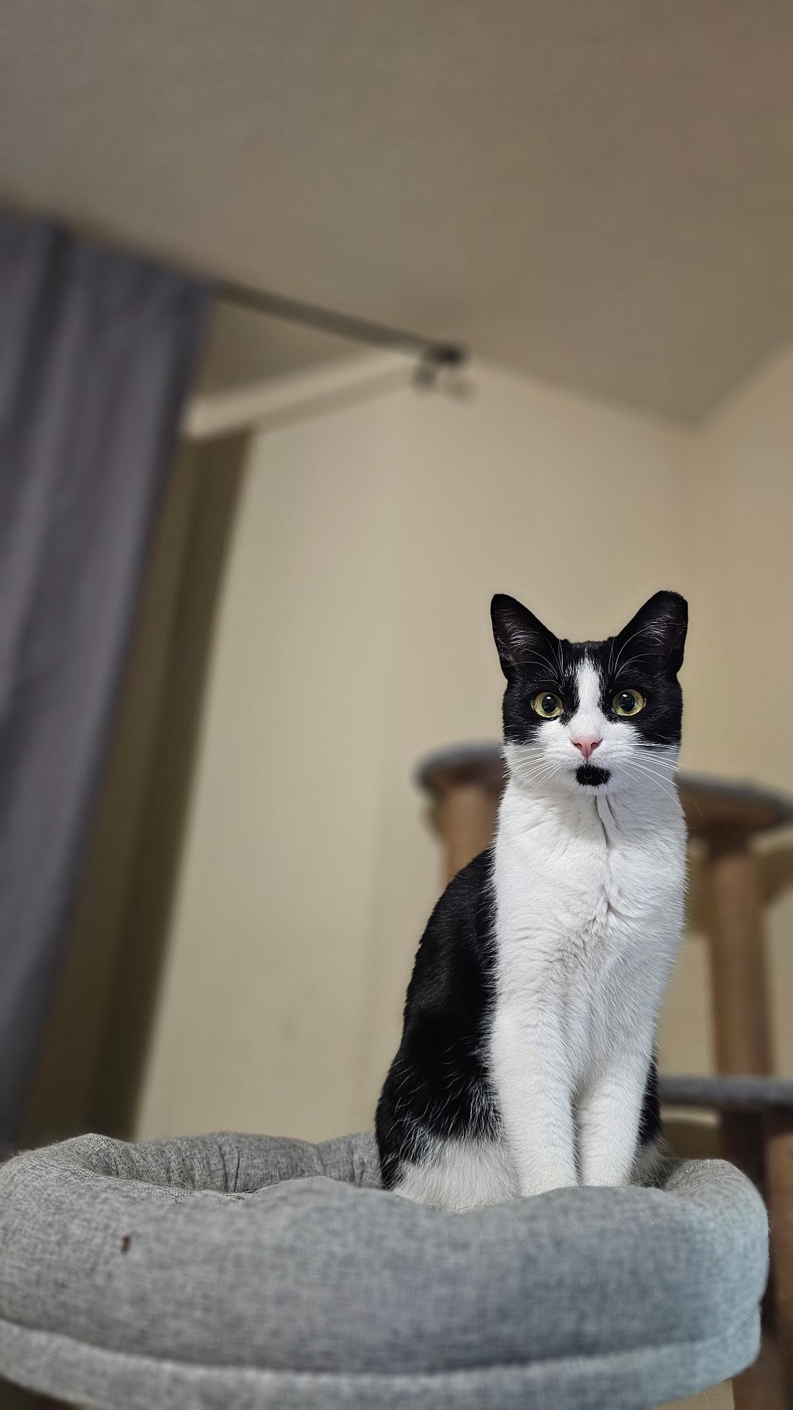 Enlarge Katniss, a Adoptable mixed breed in Greensboro, NC image 4/6