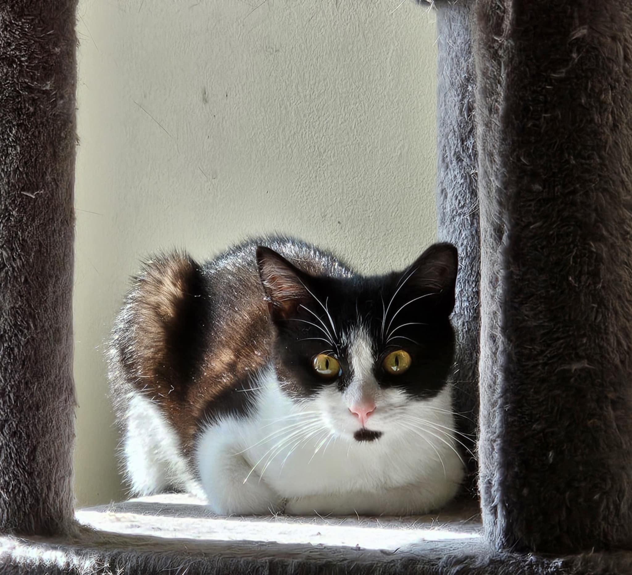 Enlarge Katniss, a Adoptable mixed breed in Greensboro, NC image 3/6