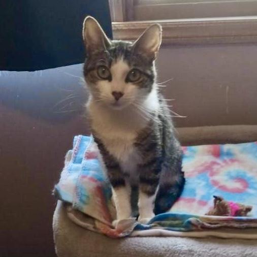 Tulip, a ADOPTABLE Domestic Short Hair in Beacon, NY image 2/3
