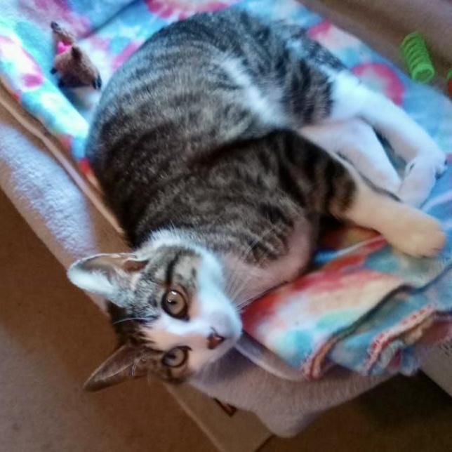 Tulip, a ADOPTABLE Domestic Short Hair in Beacon, NY image 3/3