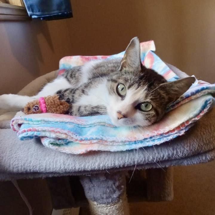 Tulip, a ADOPTABLE Domestic Short Hair in Beacon, NY image 1/3