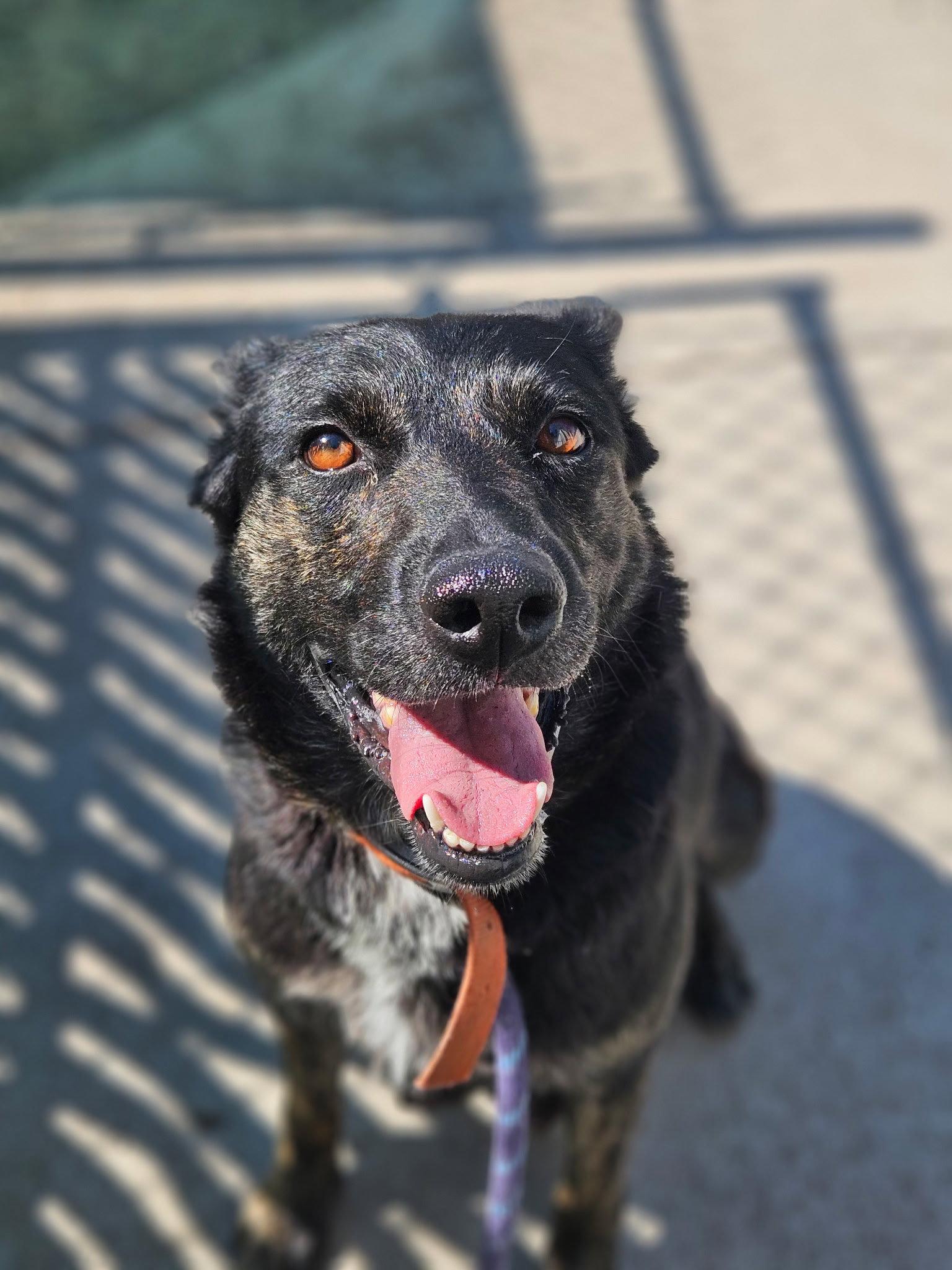 Molly, Adoptable, Adult Female German Shepherd Dog.